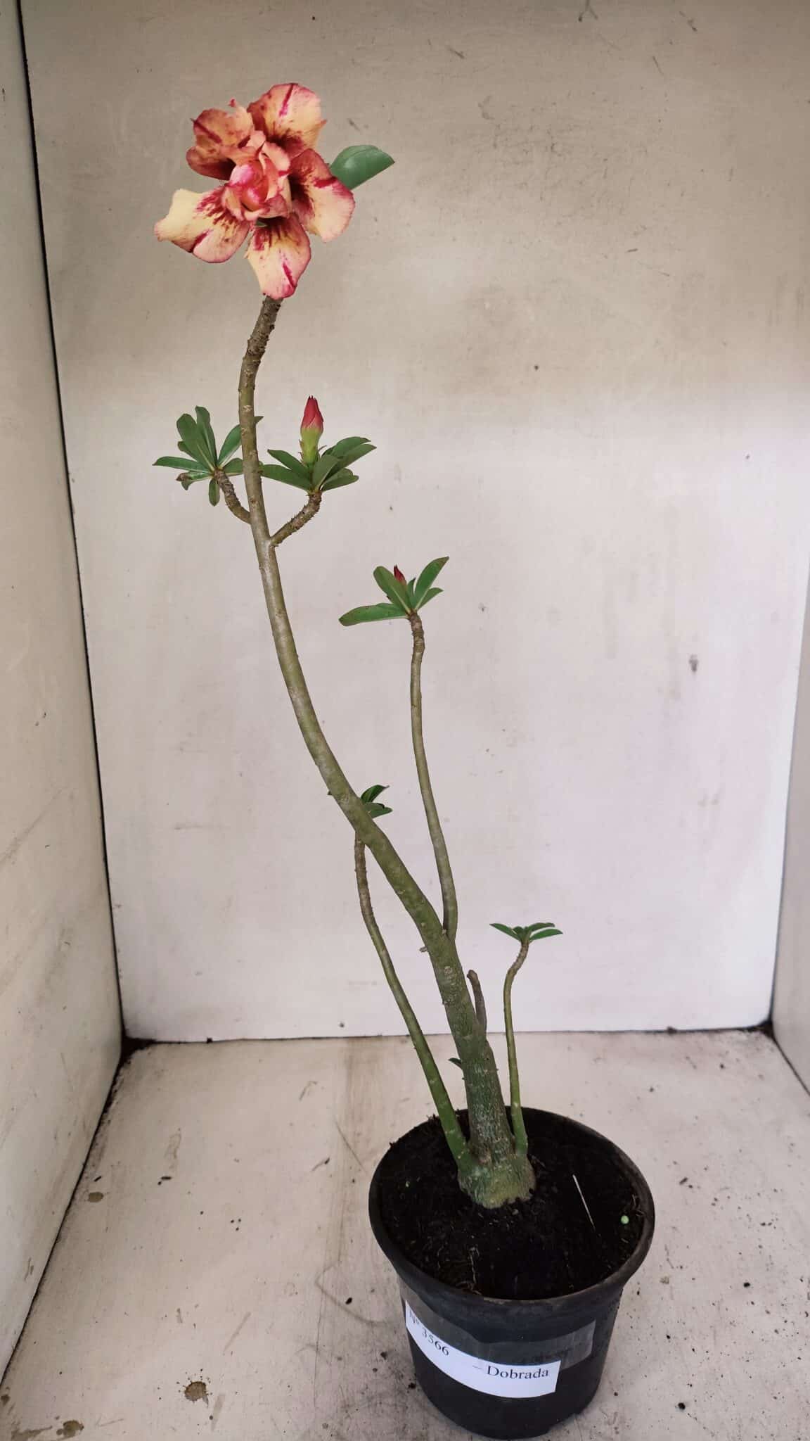 Planta Dobrada 3566 – 35cm – 03 anos - foto 2