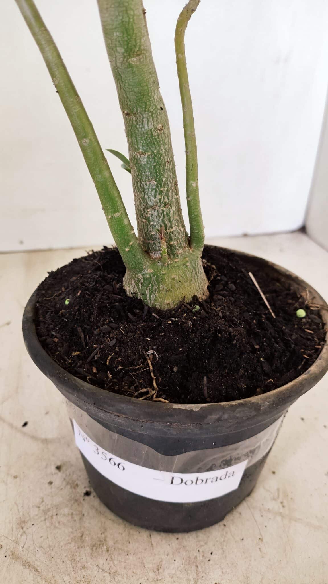 Planta Dobrada 3566 – 35cm – 03 anos - foto 7