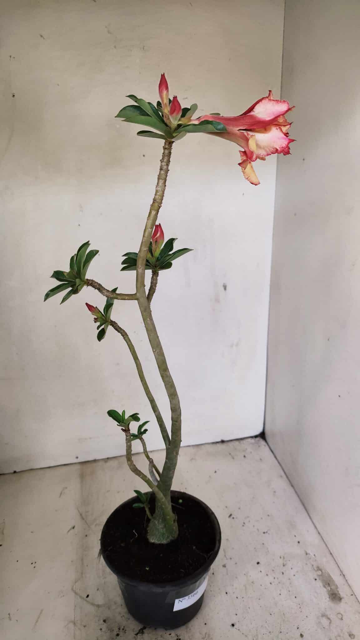 Planta Dobrada 3566 – 35cm – 03 anos - foto 6