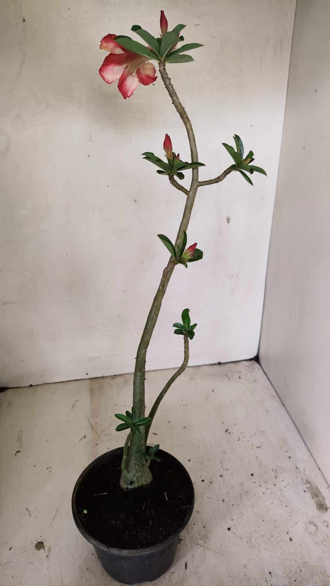 Planta Dobrada 3566 – 35cm – 03 anos - foto 5