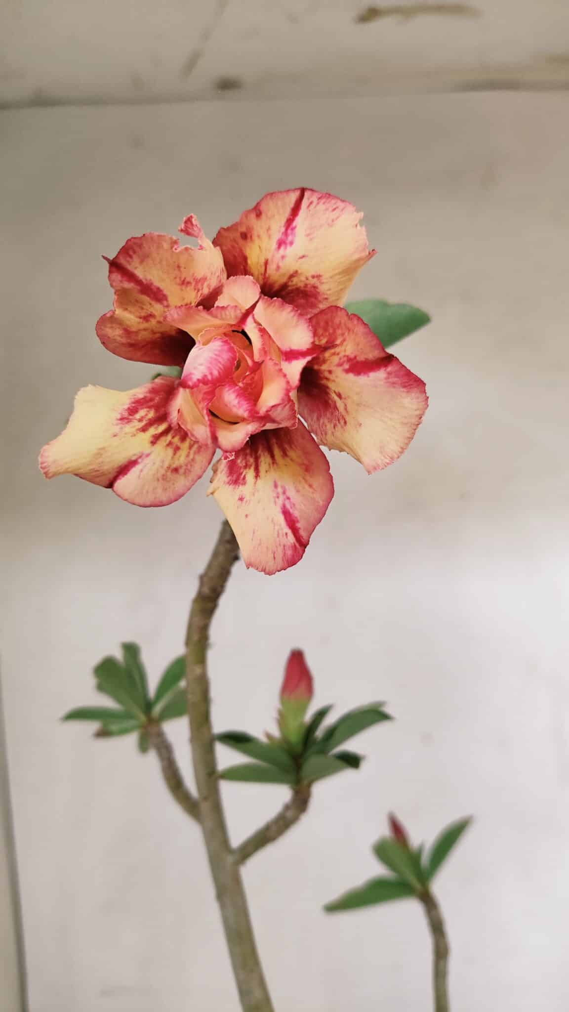 Planta Dobrada 3566 – 35cm – 03 anos - foto 3