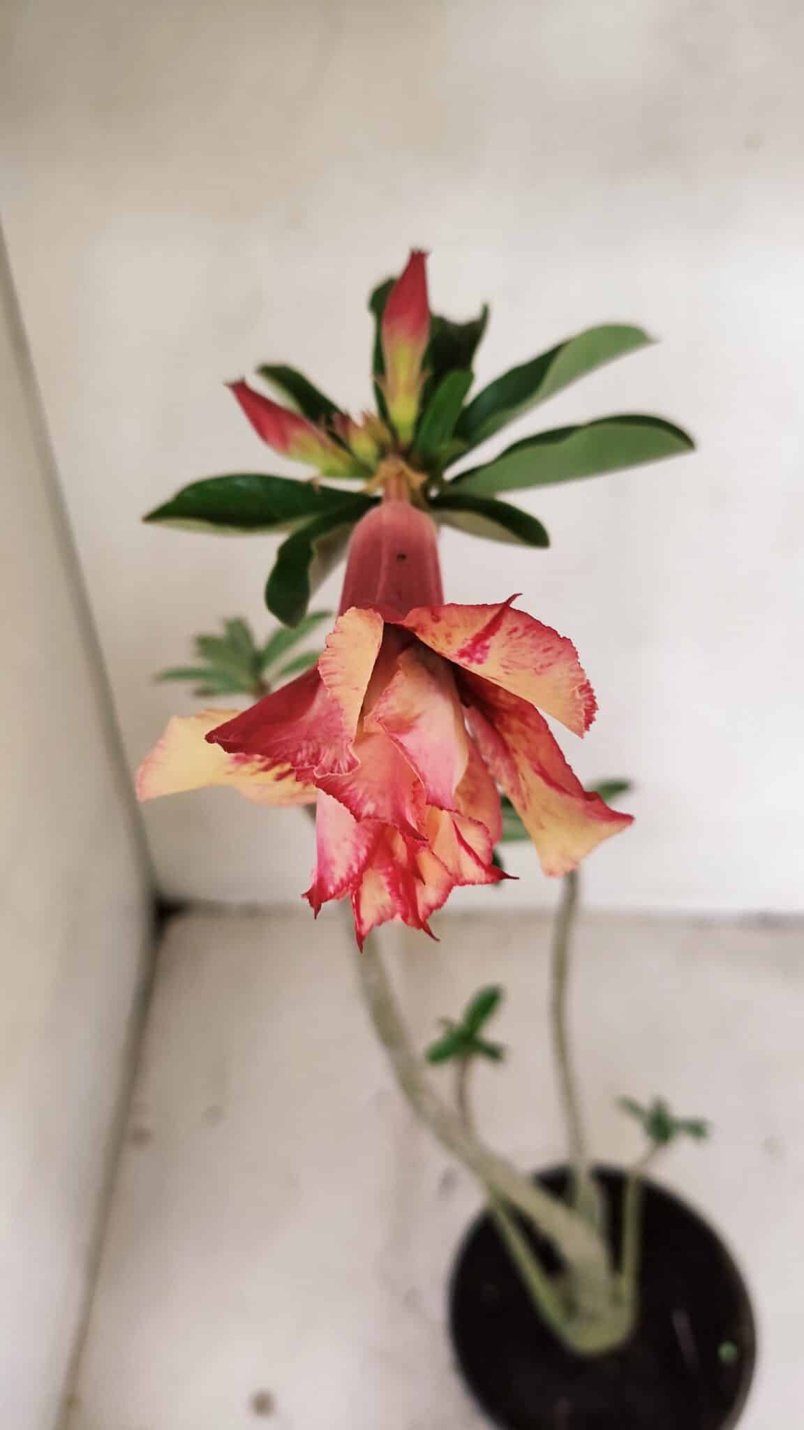 Planta Dobrada 3566 – 35cm – 03 anos - foto 4