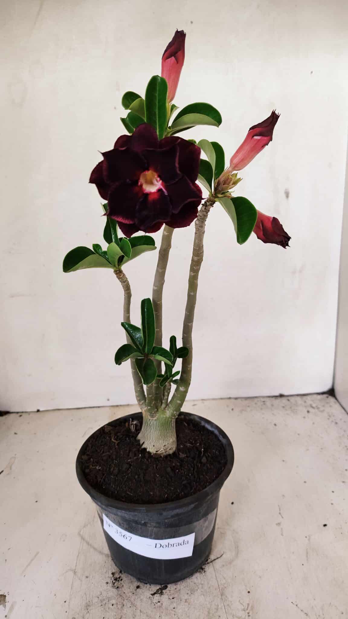Planta Dobrada 3567 – 30cm – 02 anos - foto 2