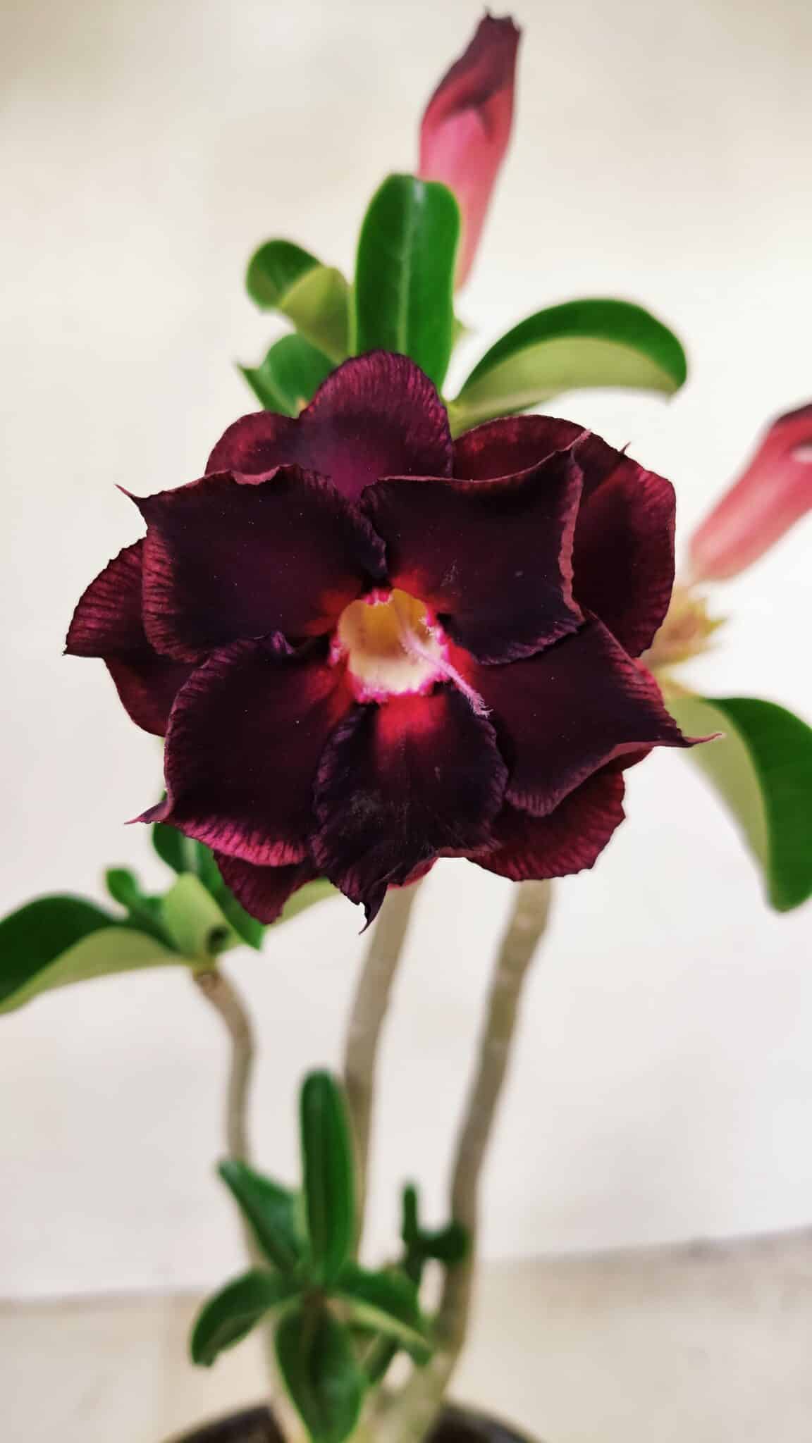 Planta Dobrada 3567 – 30cm – 02 anos - foto 3
