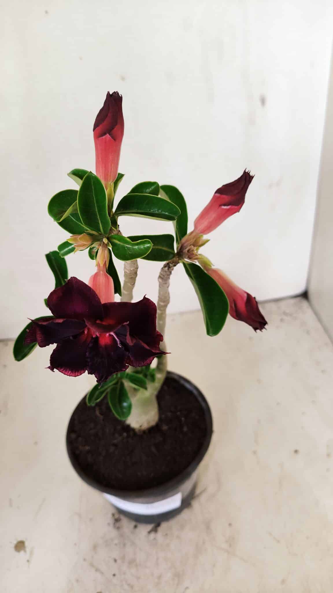 Planta Dobrada 3567 – 30cm – 02 anos - foto 4