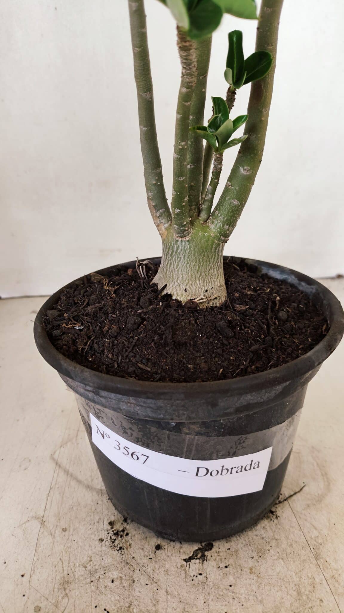 Planta Dobrada 3567 – 30cm – 02 anos - foto 6