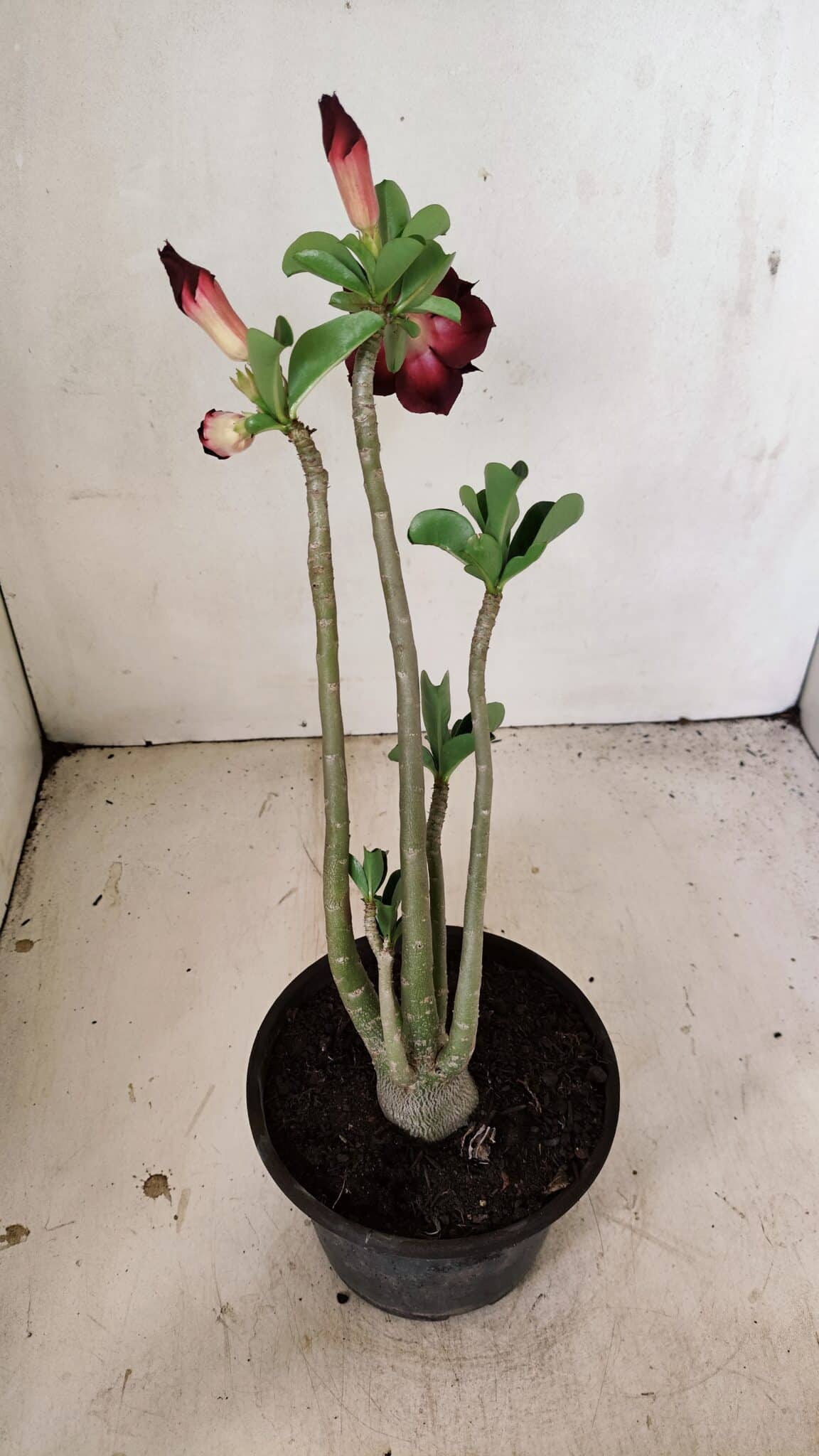 Planta Dobrada 3567 – 30cm – 02 anos - foto 5