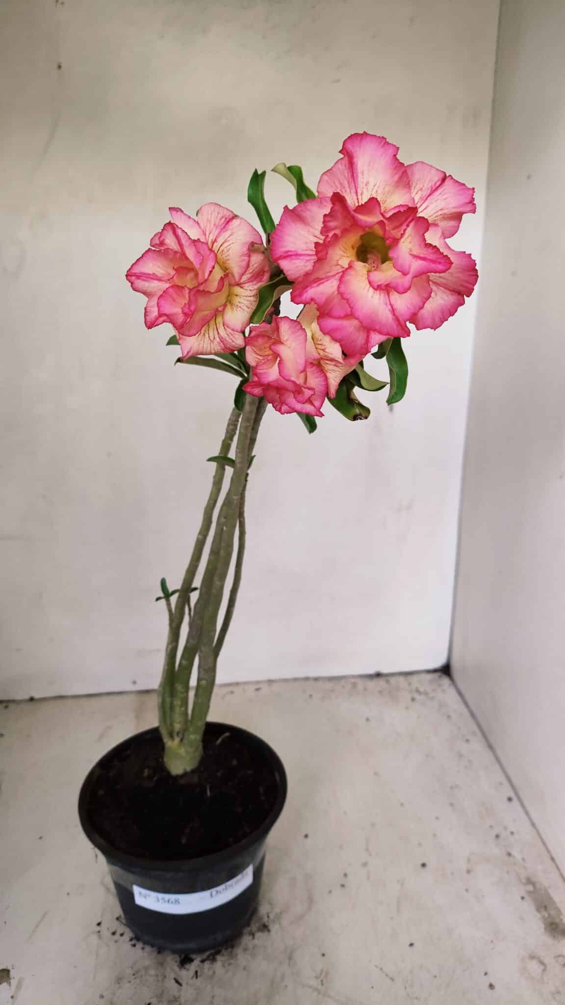 Planta Dobrada 3568 – 35cm – 03 anos - foto 2