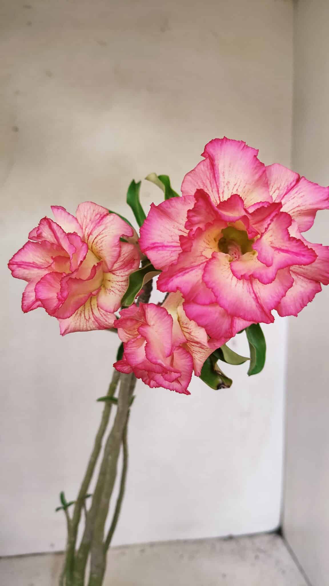 Planta Dobrada 3568 – 35cm – 03 anos - foto 3