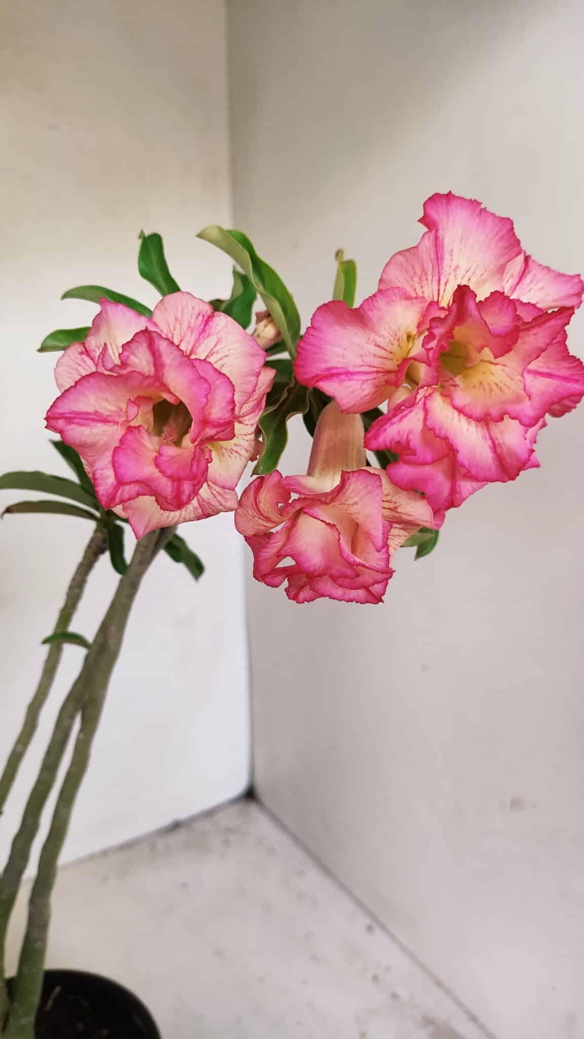 Planta Dobrada 3568 – 35cm – 03 anos - foto 5