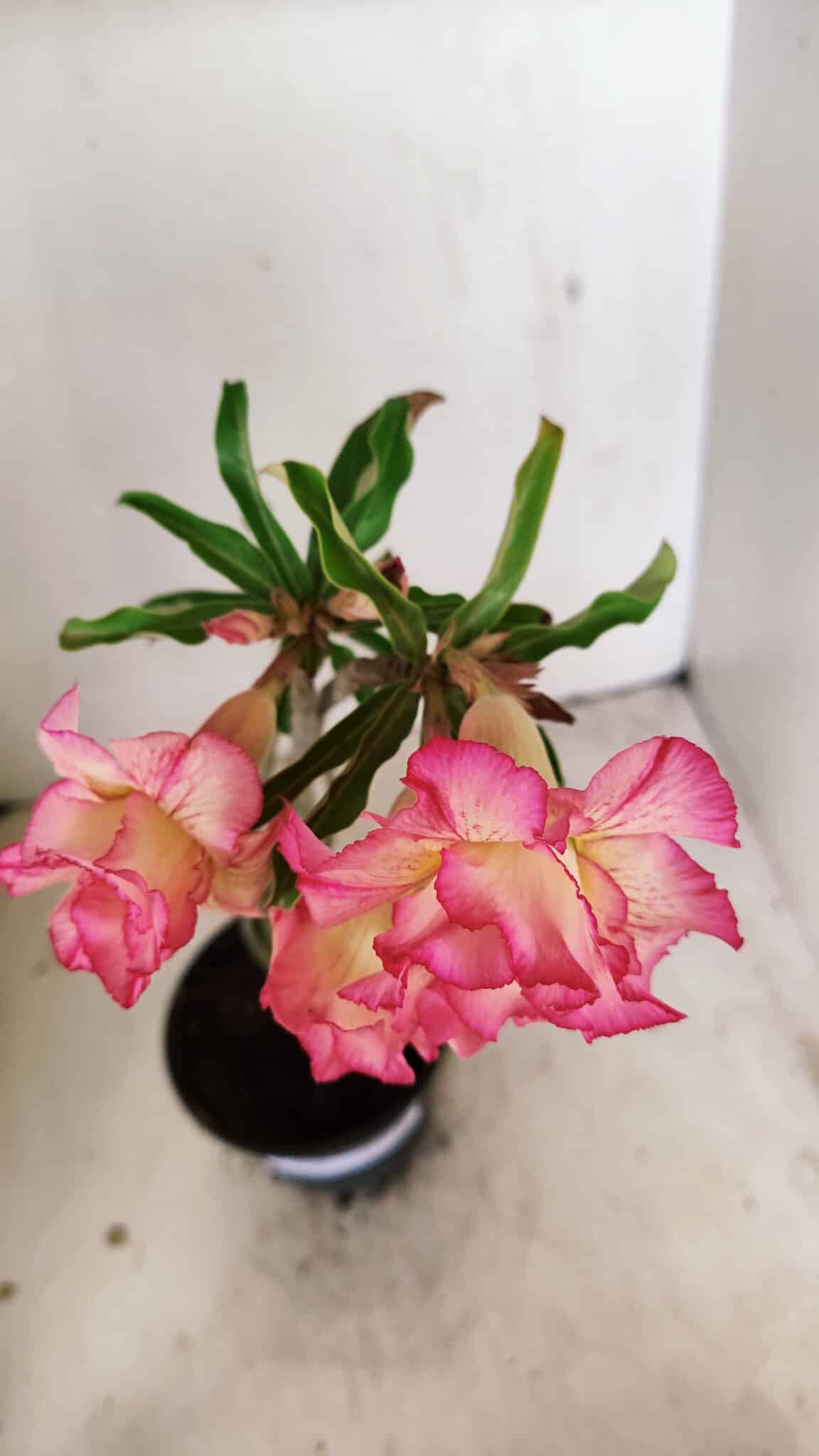 Planta Dobrada 3568 – 35cm – 03 anos - foto 4