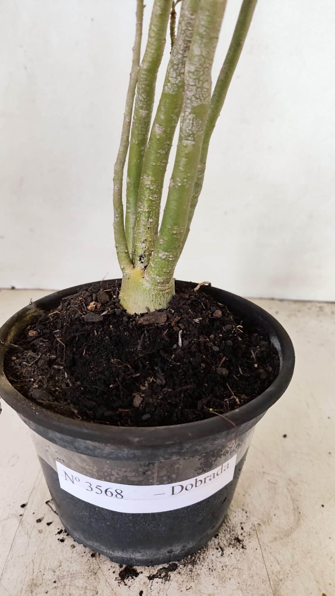 Planta Dobrada 3568 – 35cm – 03 anos - foto 6