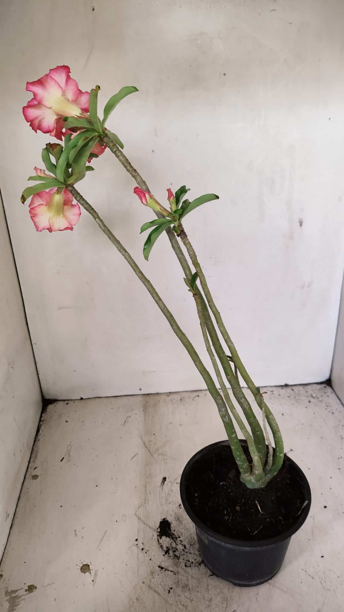 Planta Dobrada 3568 – 35cm – 03 anos - foto 7