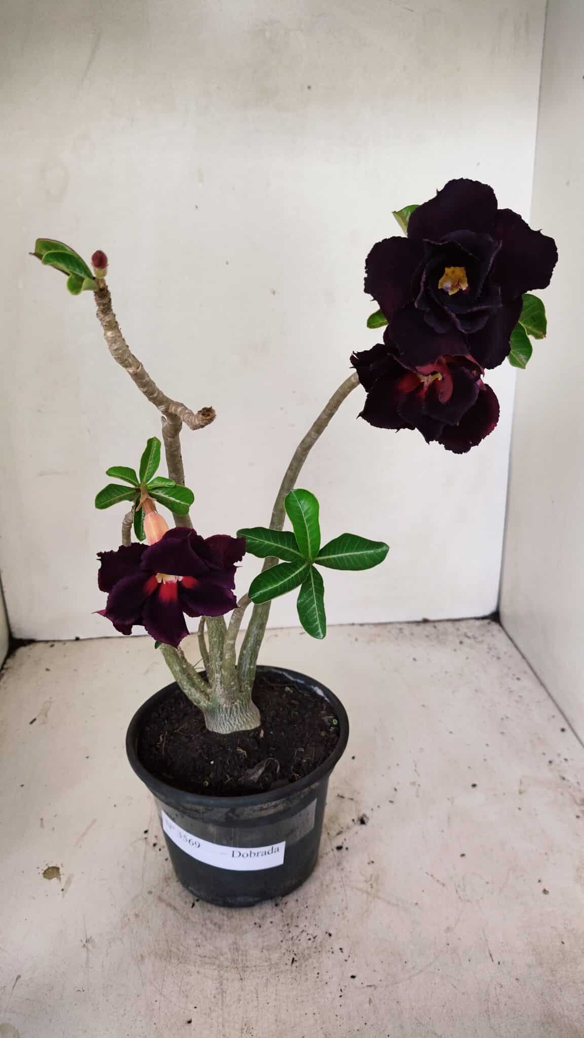 Planta Dobrada 3569 – 30cm – 02 anos - foto 2