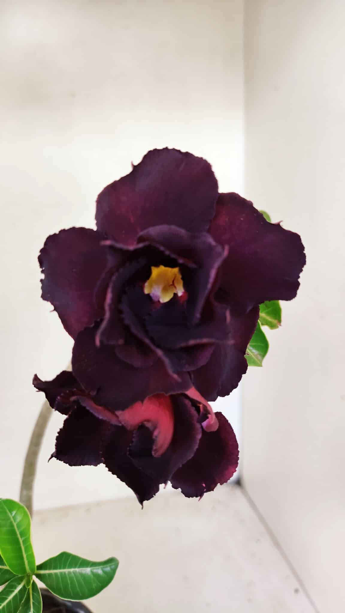 Planta Dobrada 3569 – 30cm – 02 anos - foto 3