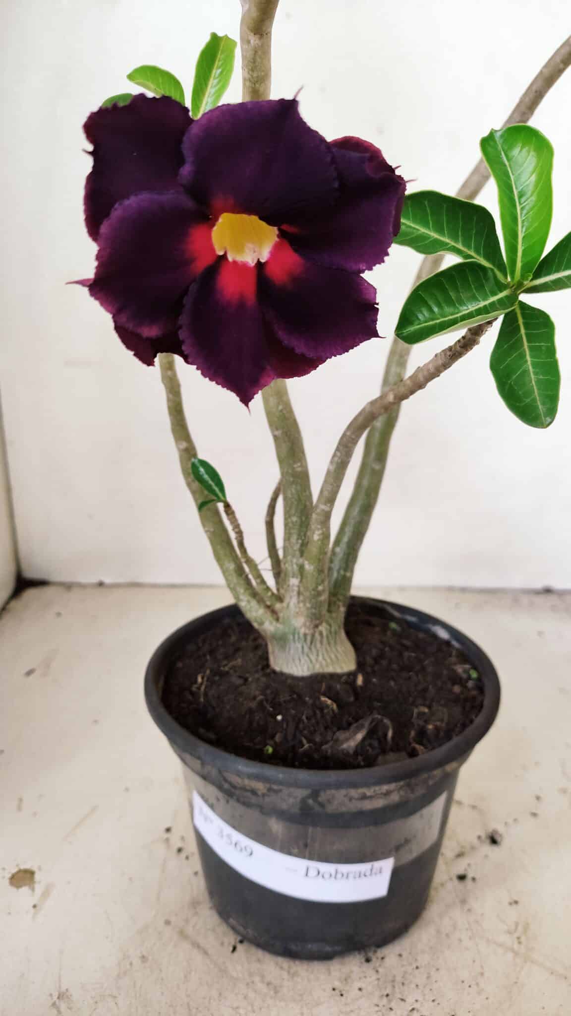 Planta Dobrada 3569 – 30cm – 02 anos - foto 4