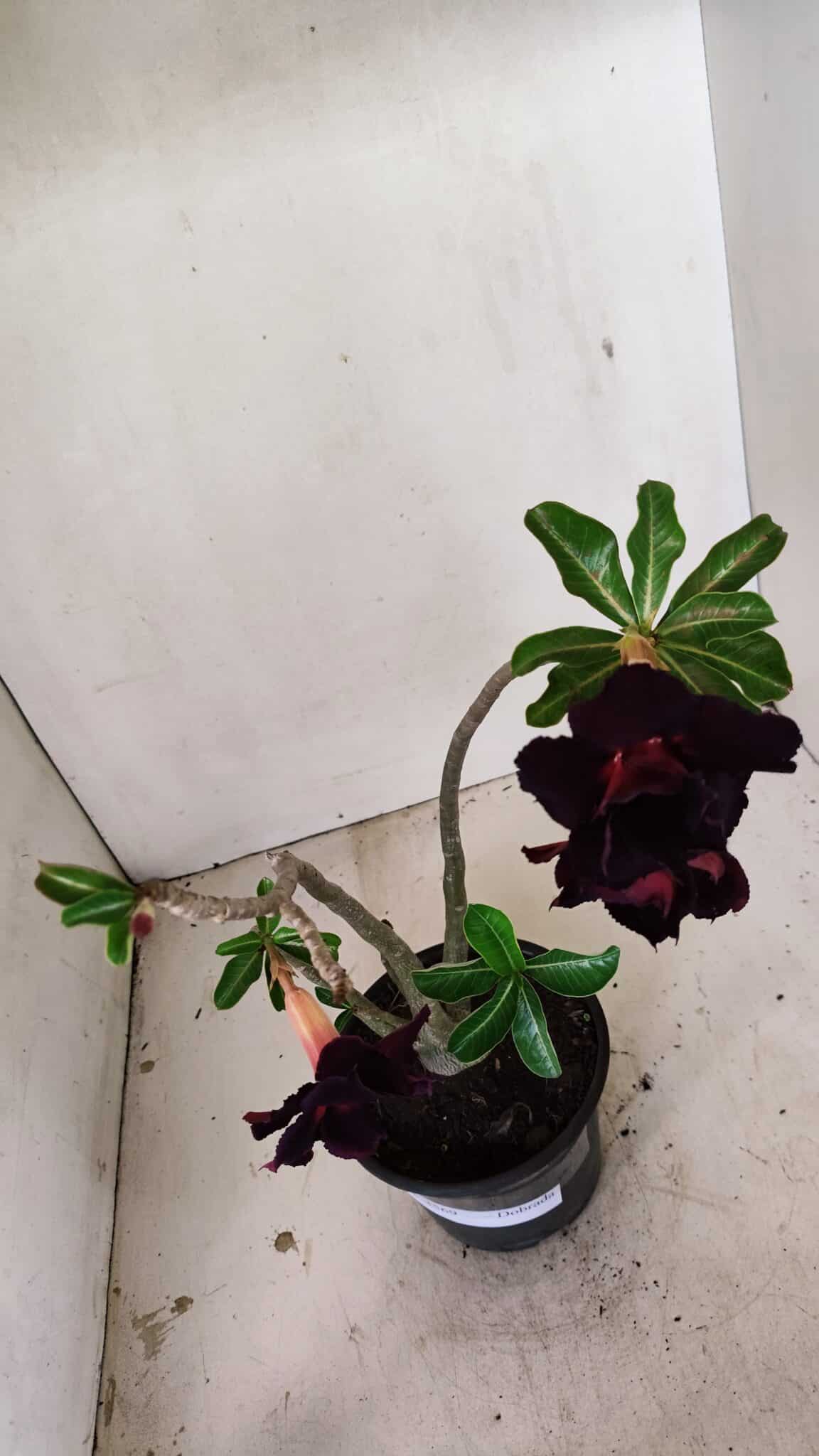 Planta Dobrada 3569 – 30cm – 02 anos - foto 5