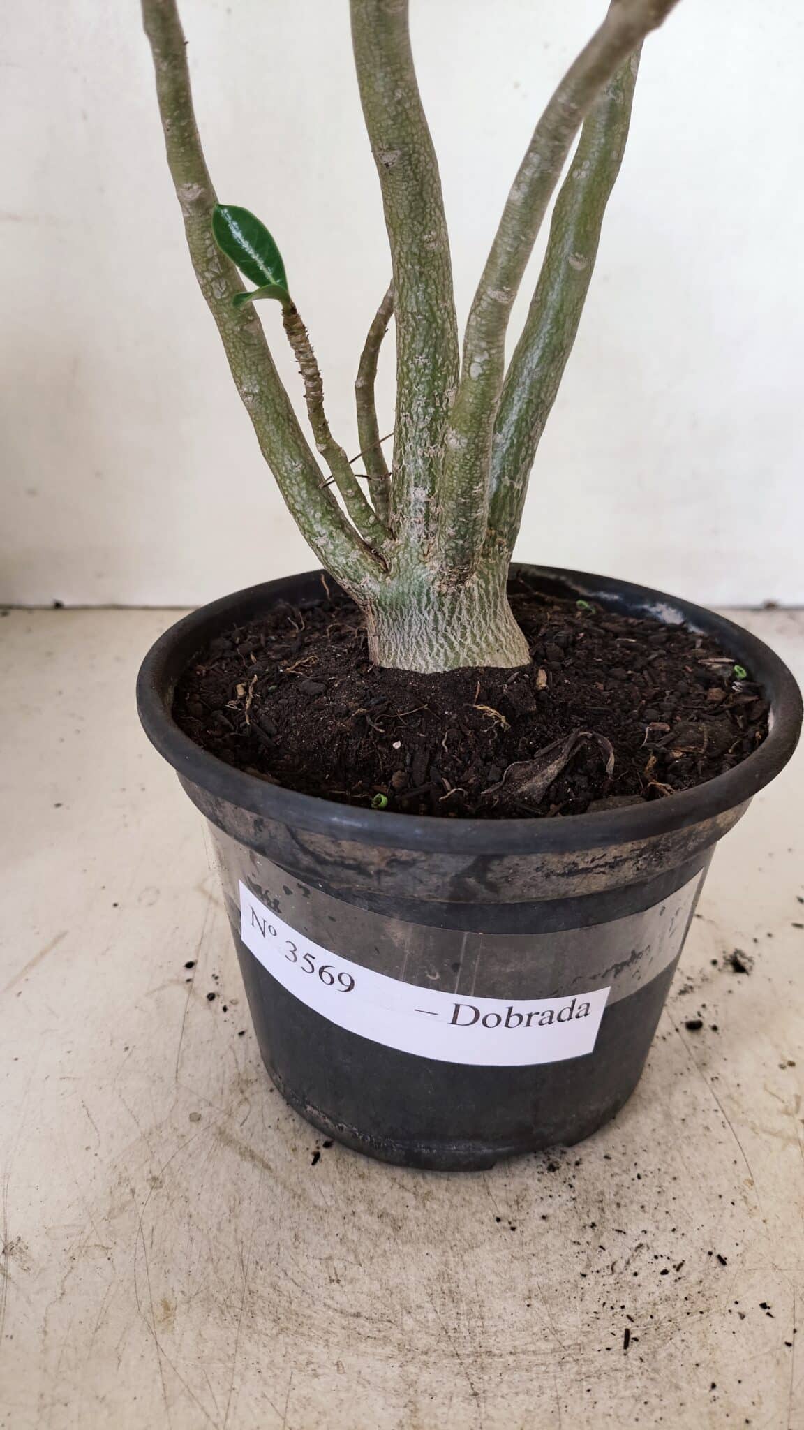 Planta Dobrada 3569 – 30cm – 02 anos - foto 7