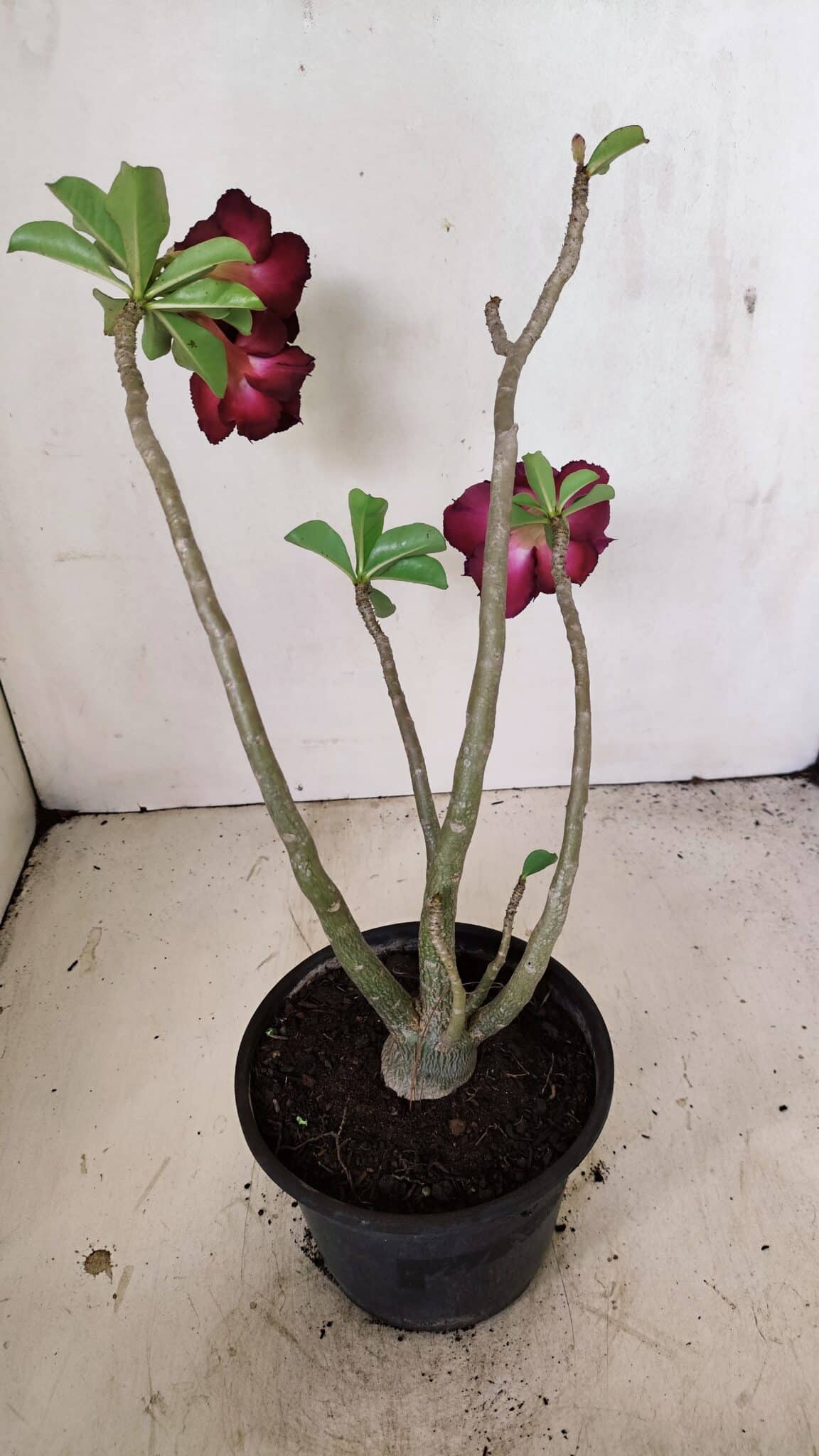 Planta Dobrada 3569 – 30cm – 02 anos - foto 6