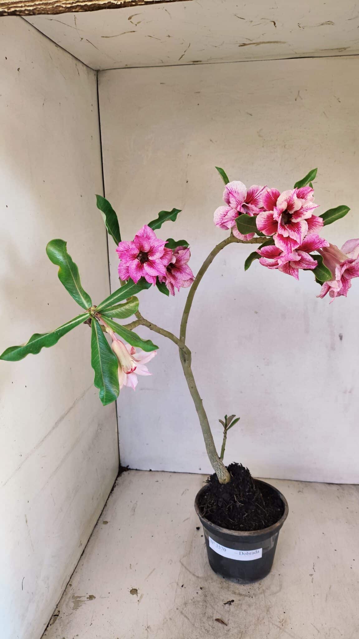 Planta Dobrada 3570 – 35cm – 03 anos - foto 2