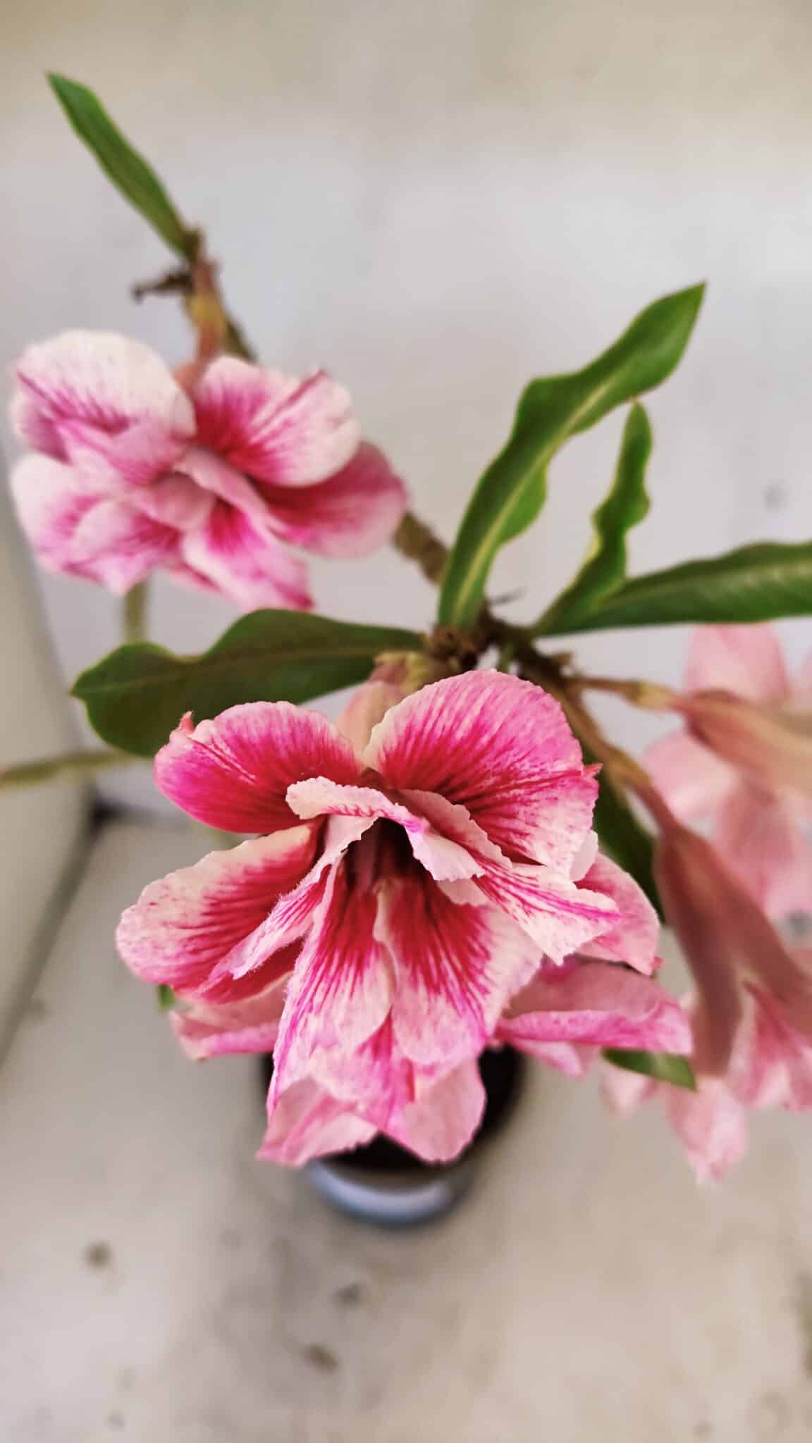 Planta Dobrada 3570 – 35cm – 03 anos - foto 4