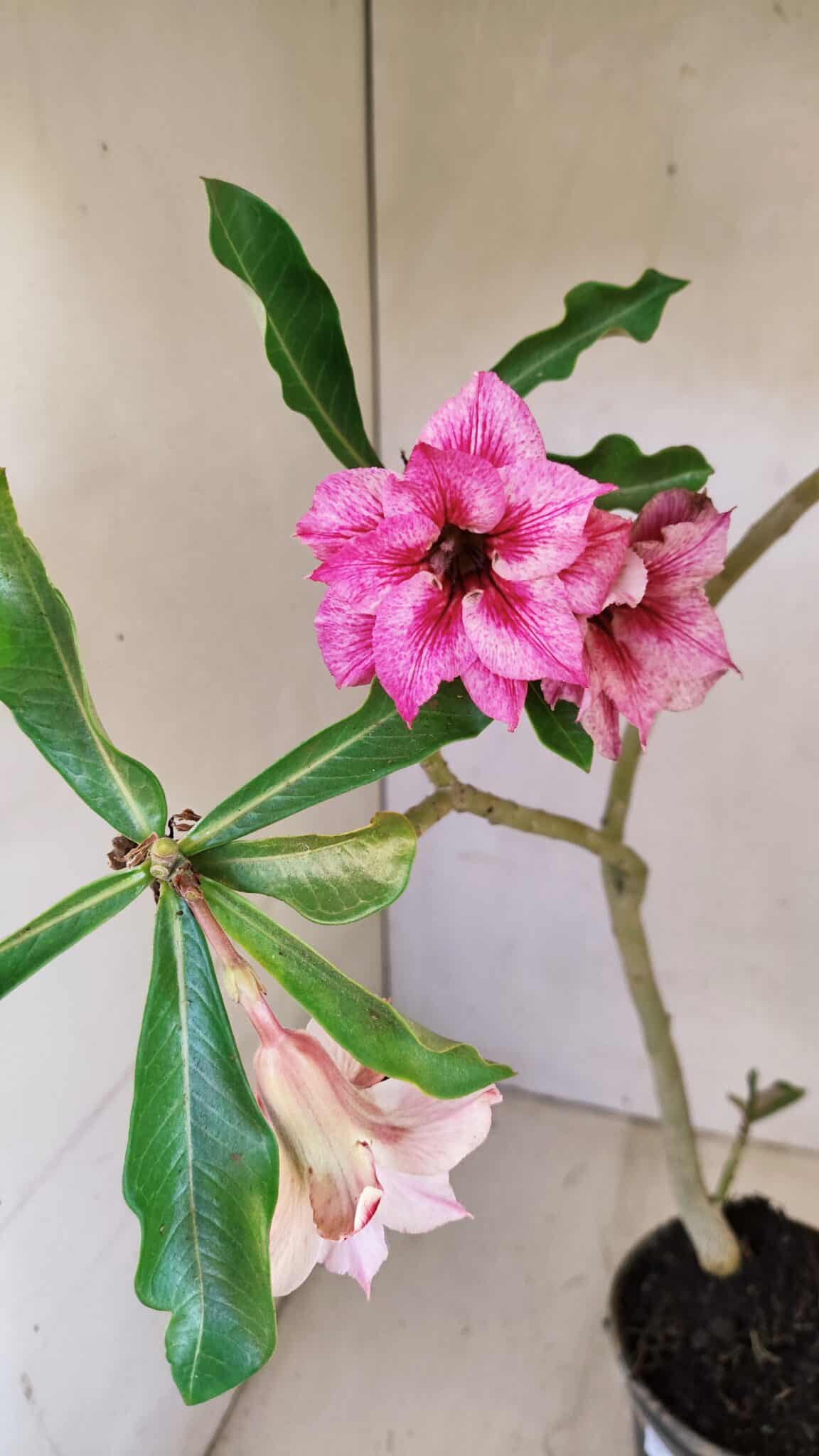 Planta Dobrada 3570 – 35cm – 03 anos - foto 5