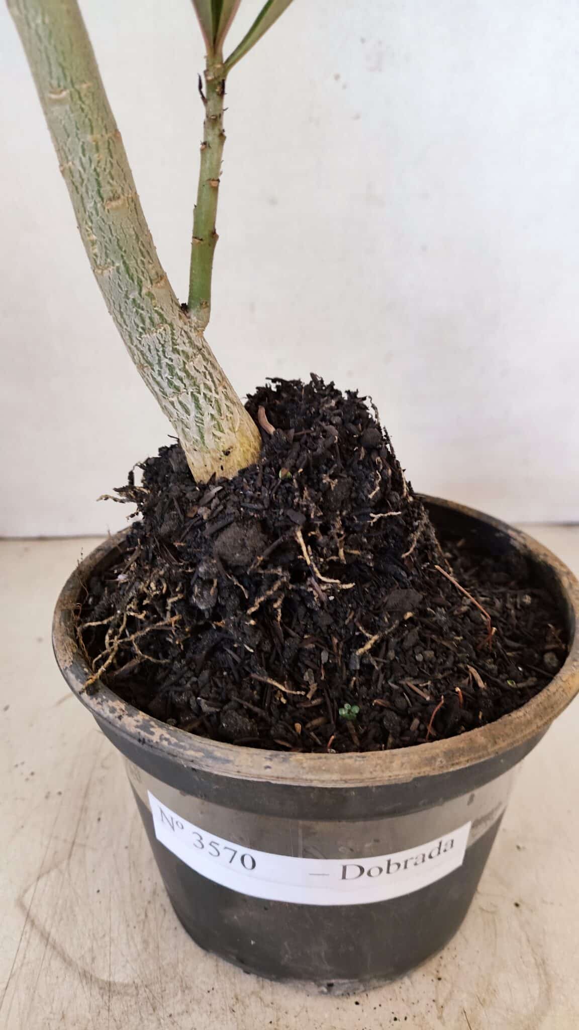 Planta Dobrada 3570 – 35cm – 03 anos - foto 8