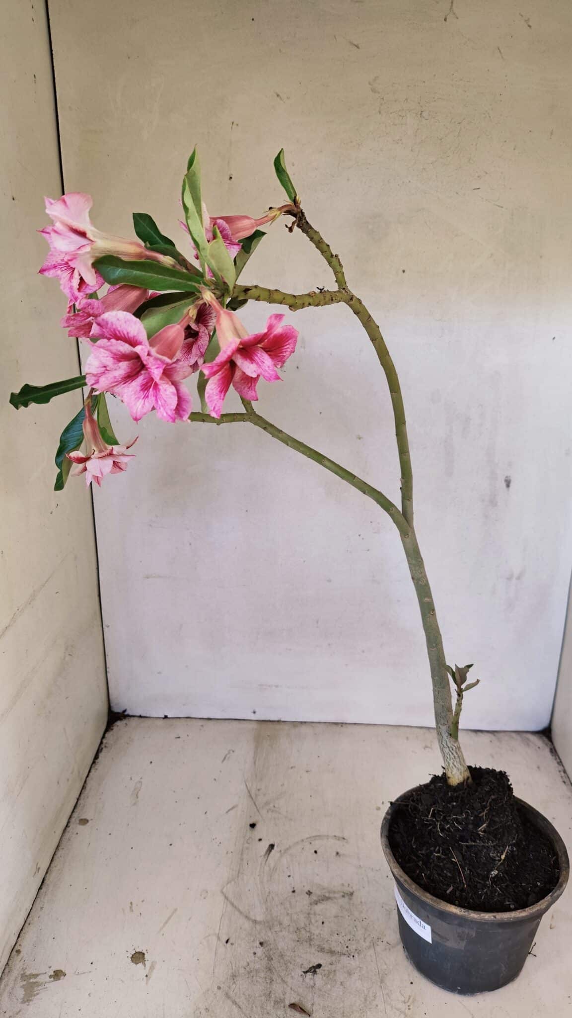 Planta Dobrada 3570 – 35cm – 03 anos - foto 7