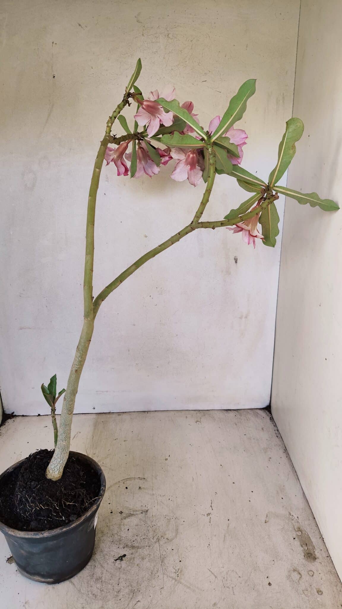 Planta Dobrada 3570 – 35cm – 03 anos - foto 6