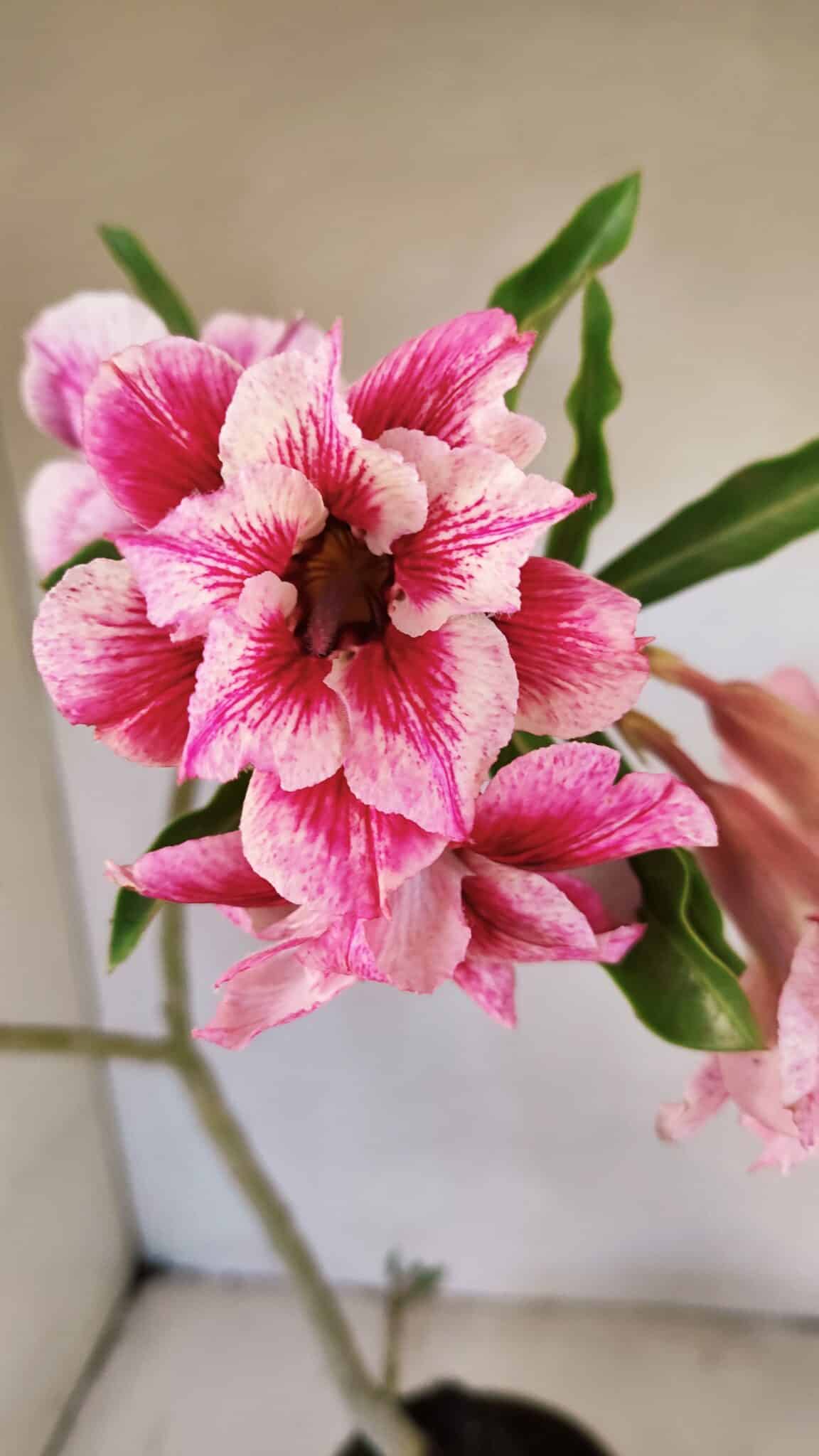 Planta Dobrada 3570 – 35cm – 03 anos - foto 3