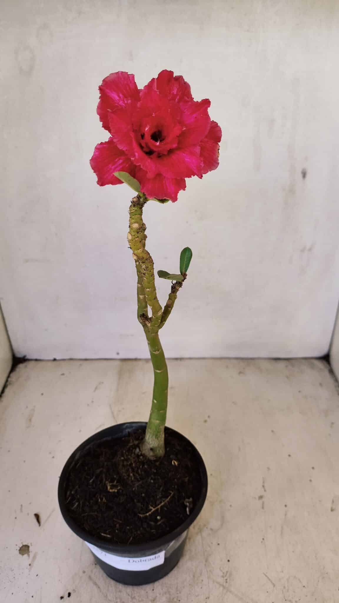 Planta Dobrada 3571 – 30cm – 02 anos - foto 2