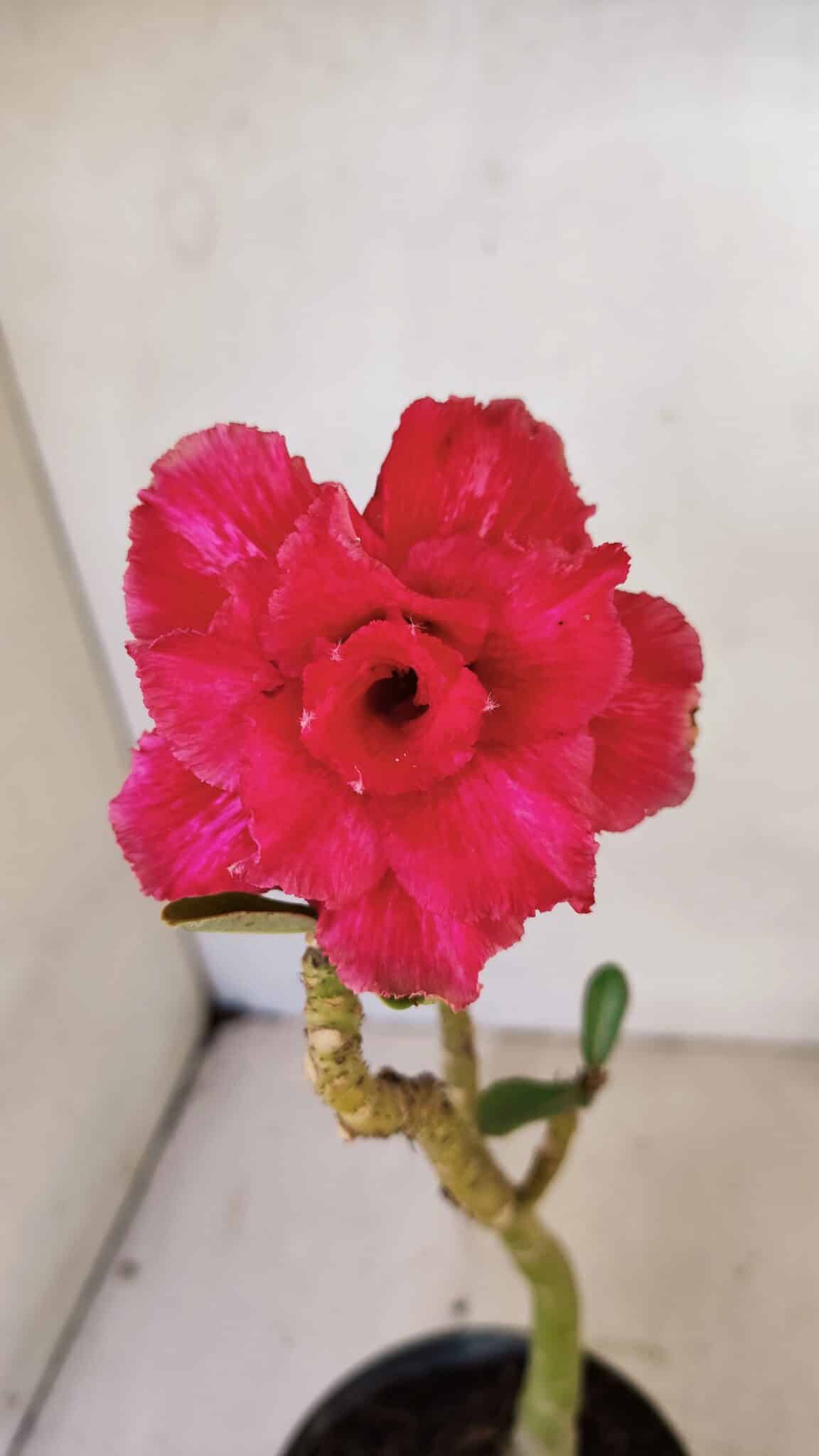 Planta Dobrada 3571 – 30cm – 02 anos - foto 3