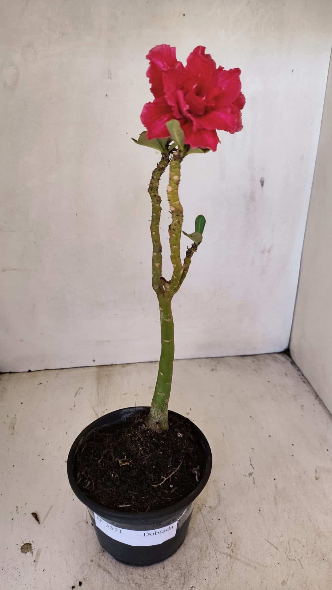Planta Dobrada 3571 – 30cm – 02 anos - foto 7