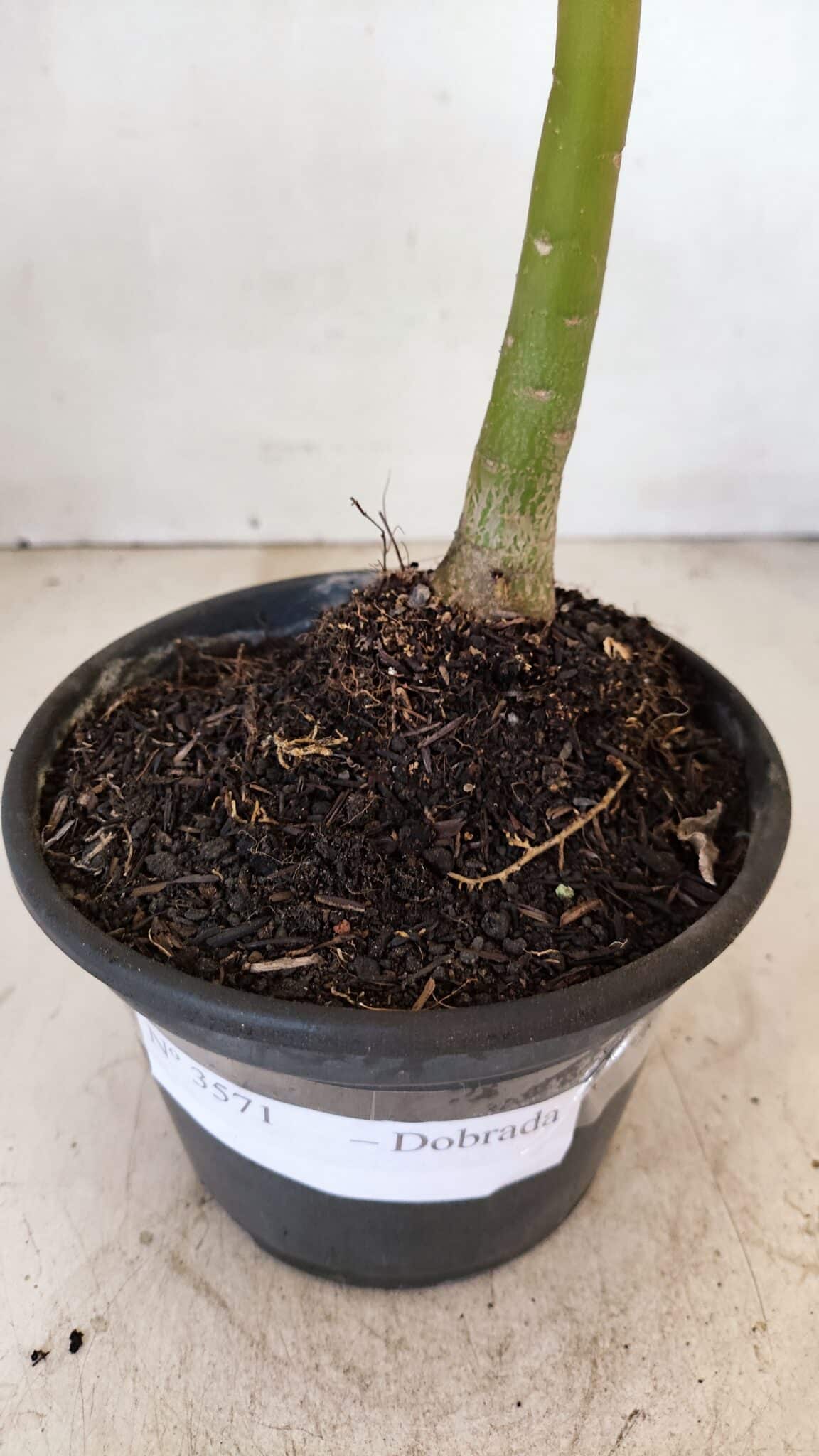Planta Dobrada 3571 – 30cm – 02 anos - foto 6