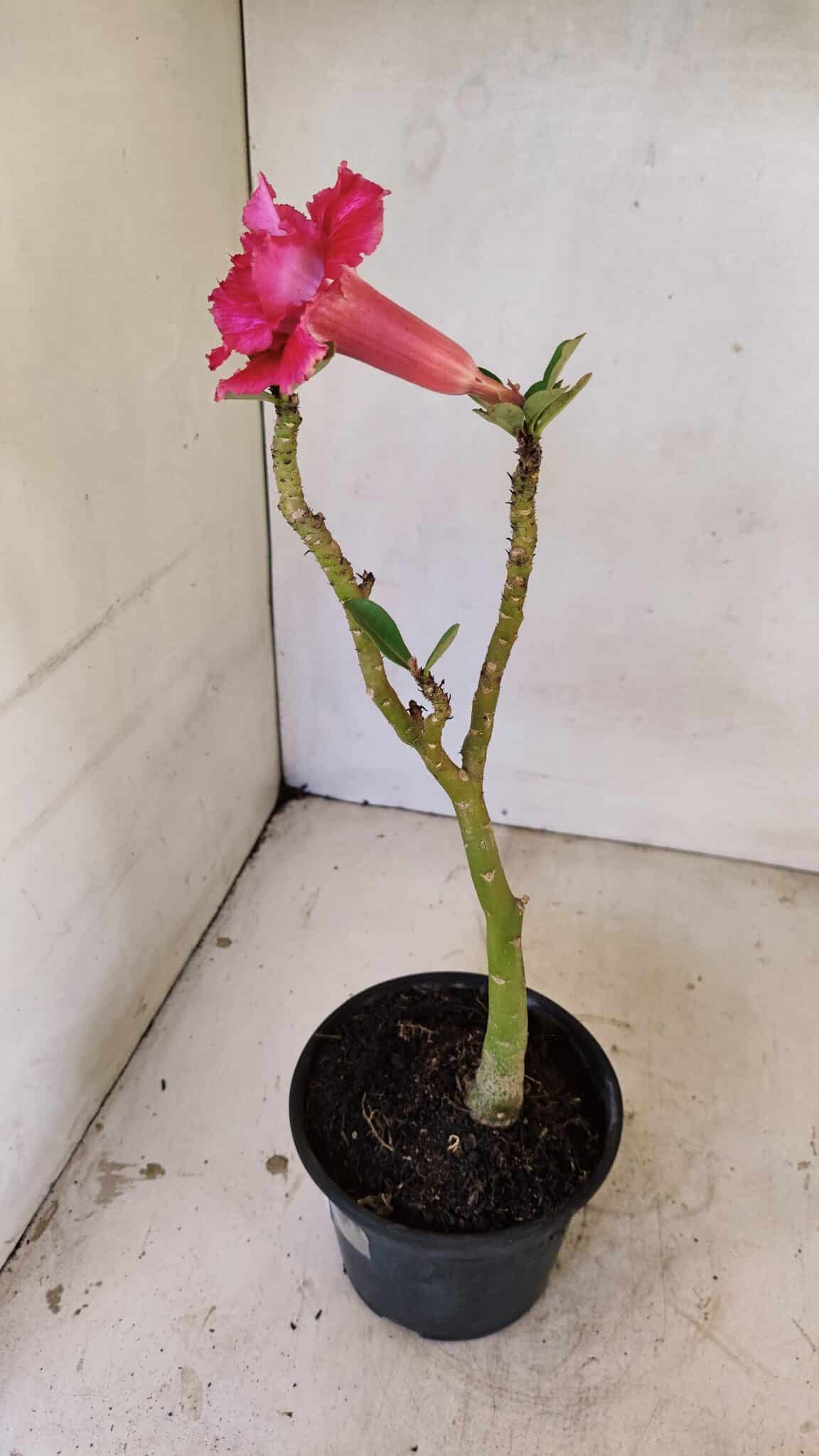 Planta Dobrada 3571 – 30cm – 02 anos - foto 5