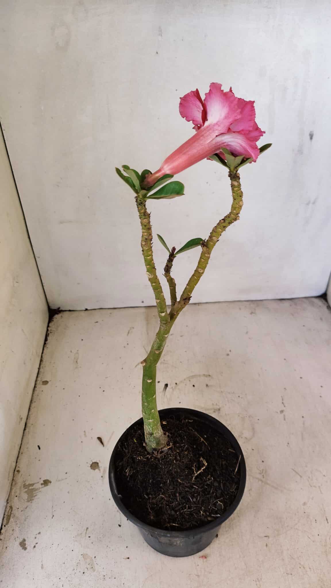 Planta Dobrada 3571 – 30cm – 02 anos - foto 4