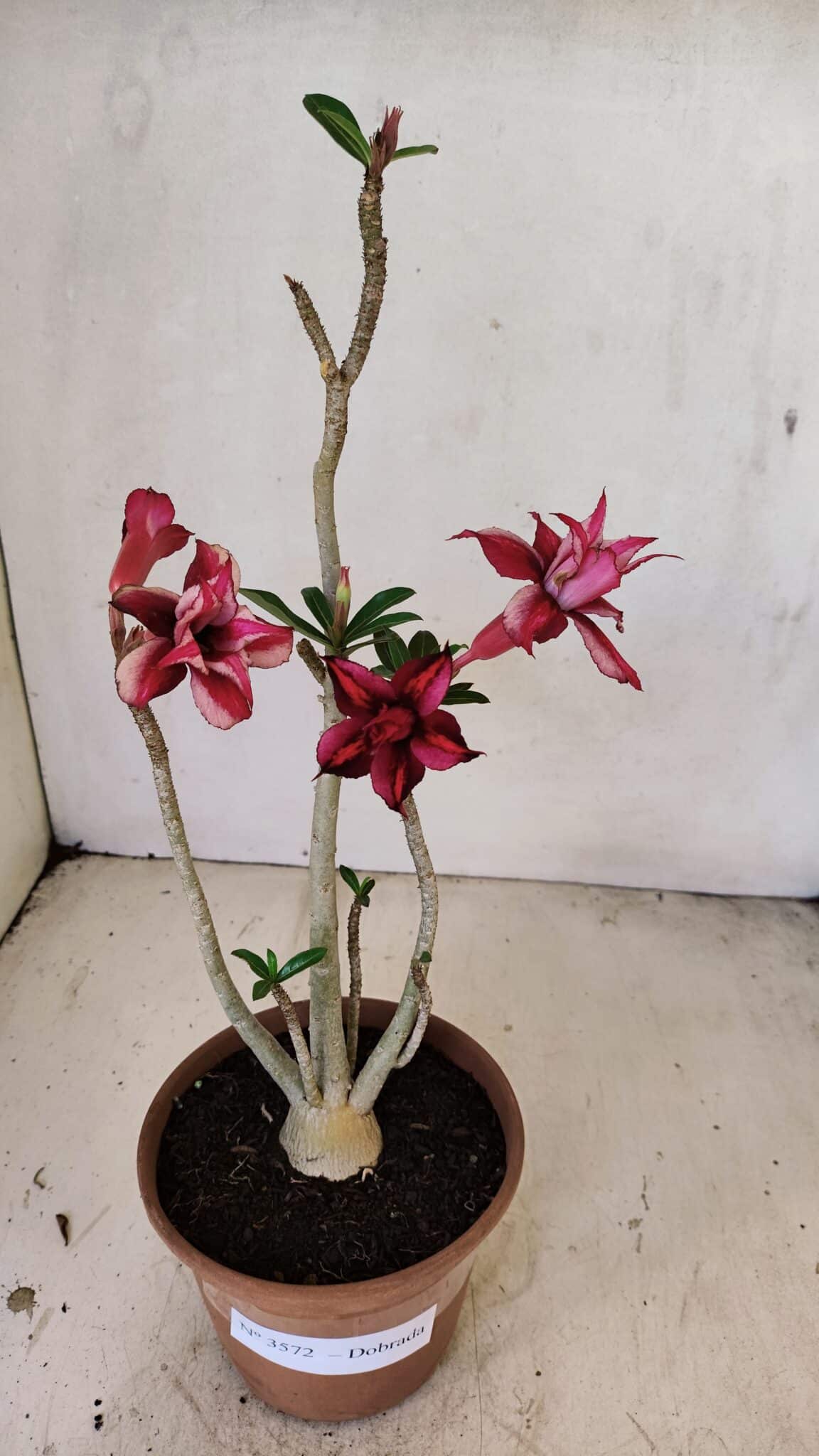 Planta Dobrada 3572 – 35cm – 03 anos - foto 2