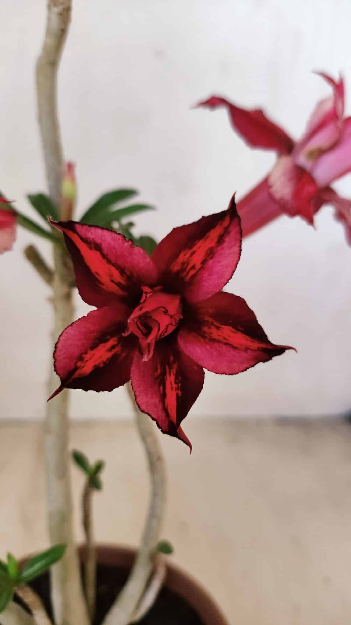 Planta Dobrada 3572 – 35cm – 03 anos - foto 3
