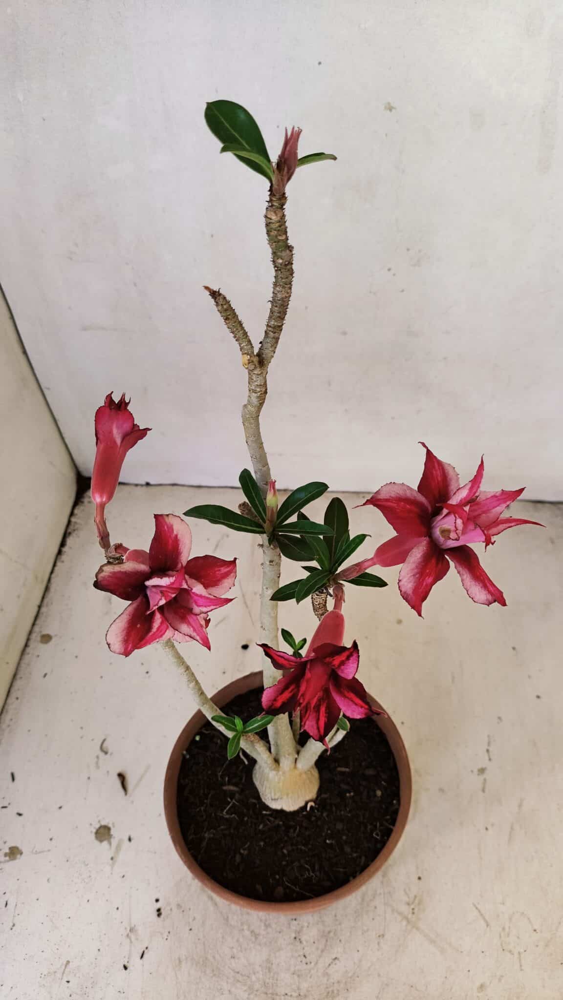 Planta Dobrada 3572 – 35cm – 03 anos - foto 7
