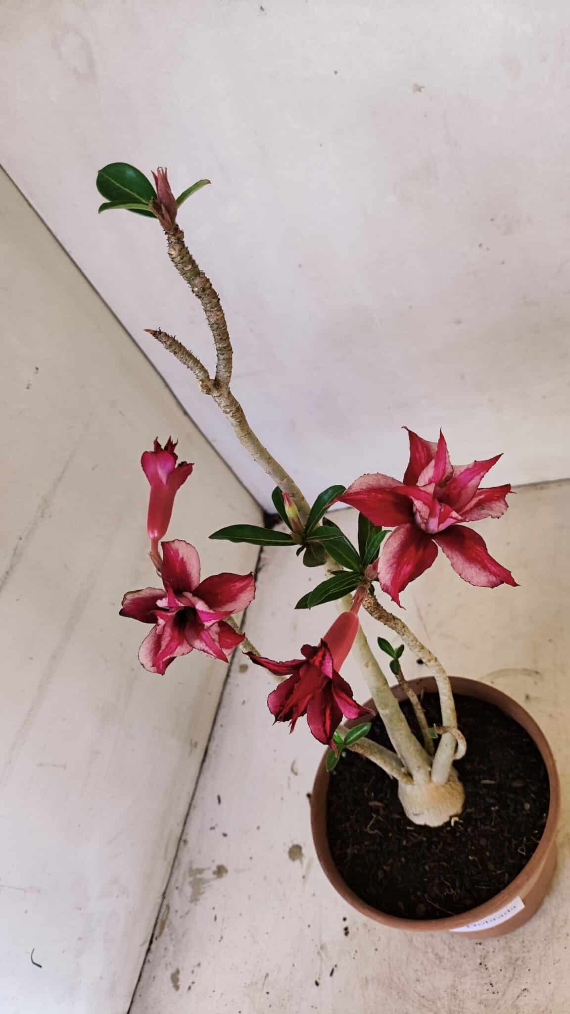 Planta Dobrada 3572 – 35cm – 03 anos - foto 6