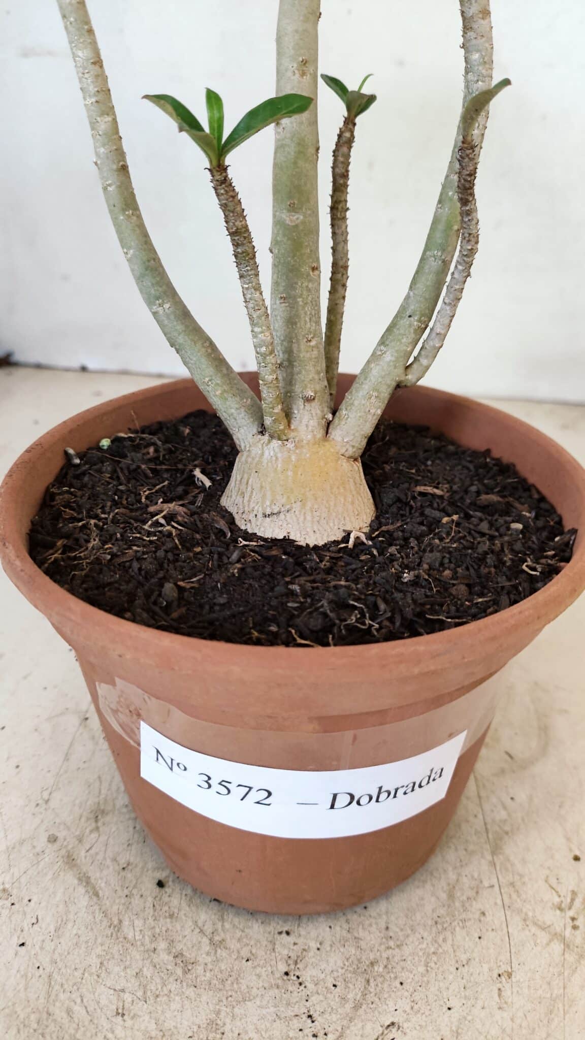 Planta Dobrada 3572 – 35cm – 03 anos - foto 5