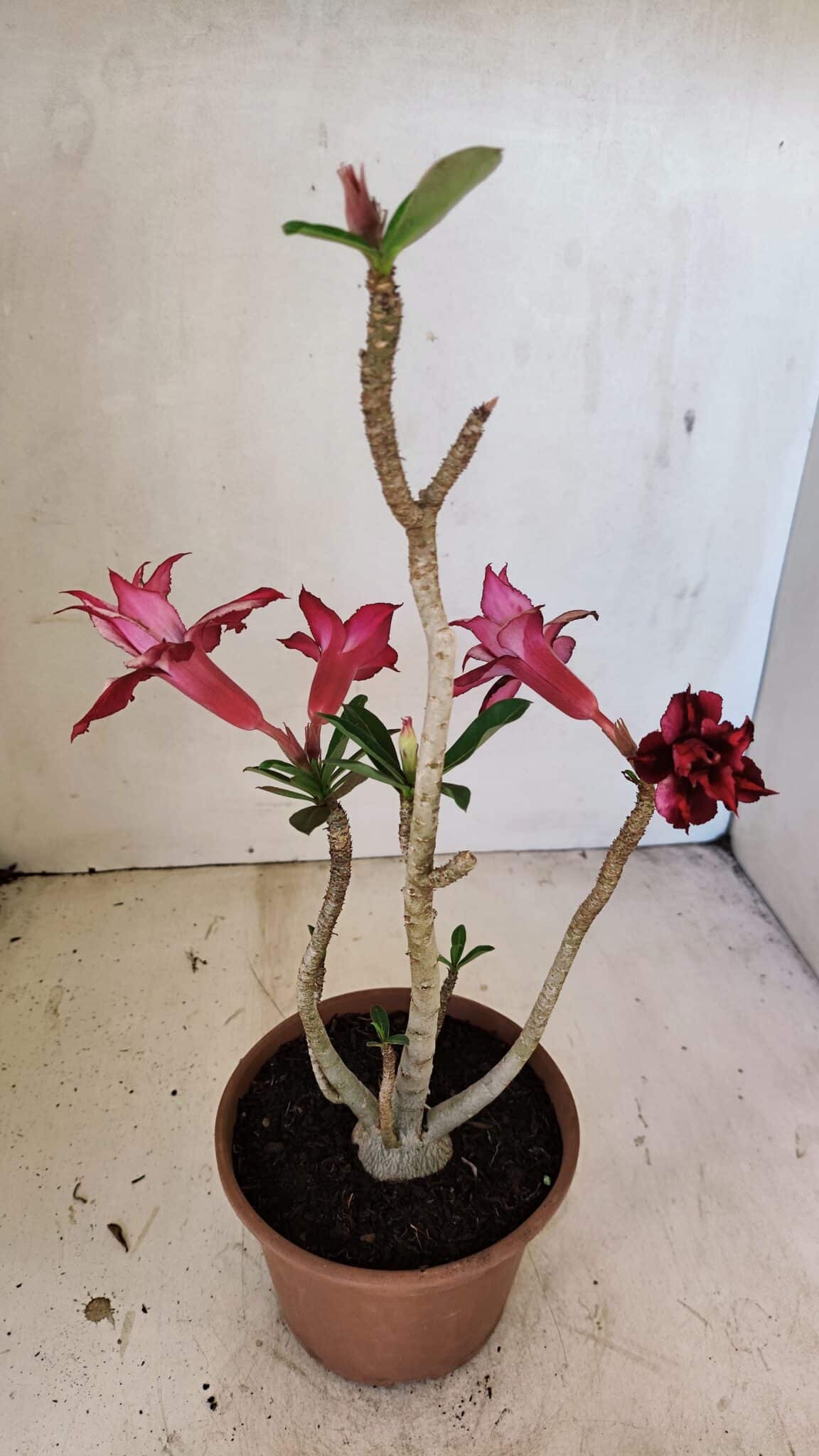 Planta Dobrada 3572 – 35cm – 03 anos - foto 4
