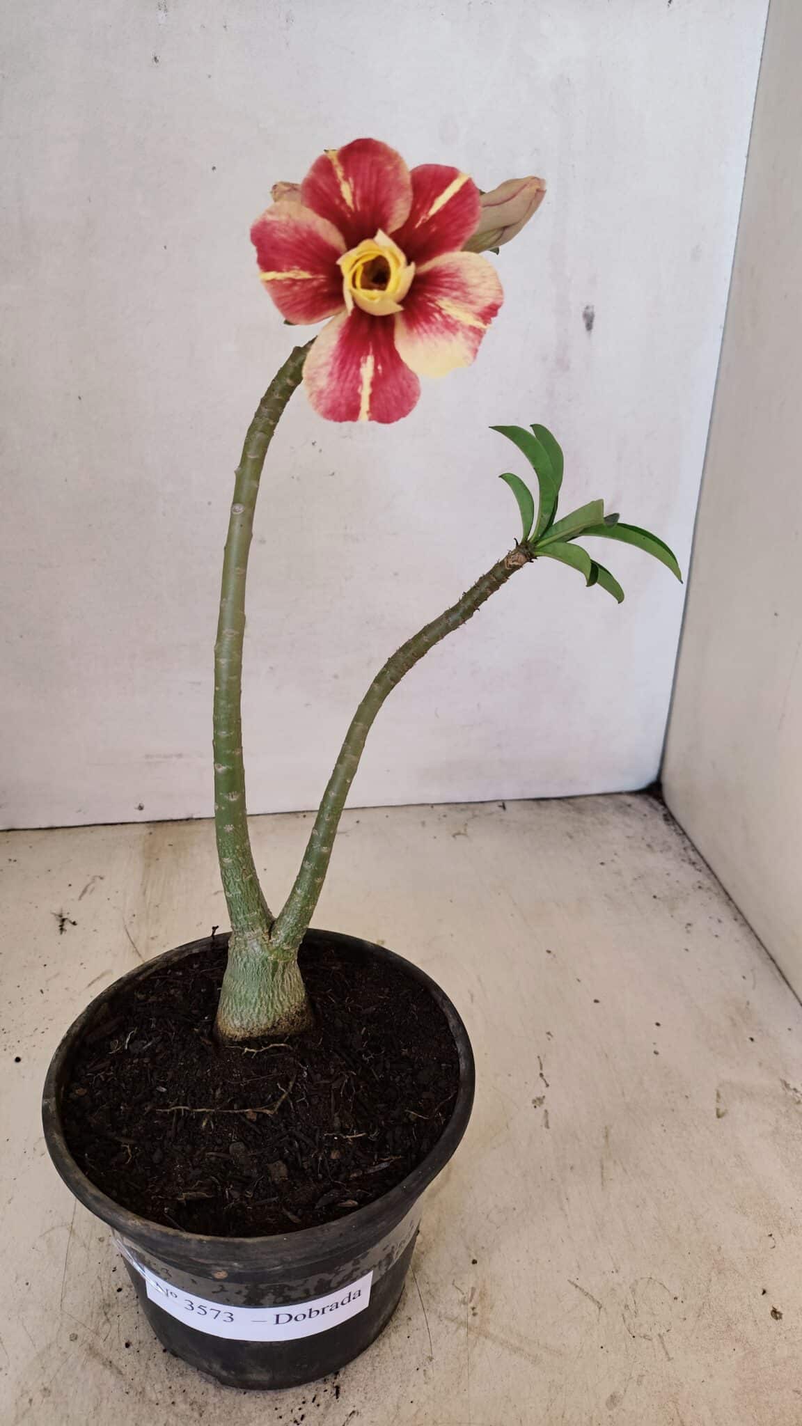 Planta Dobrada 3573 – 30cm – 02 anos - foto 2