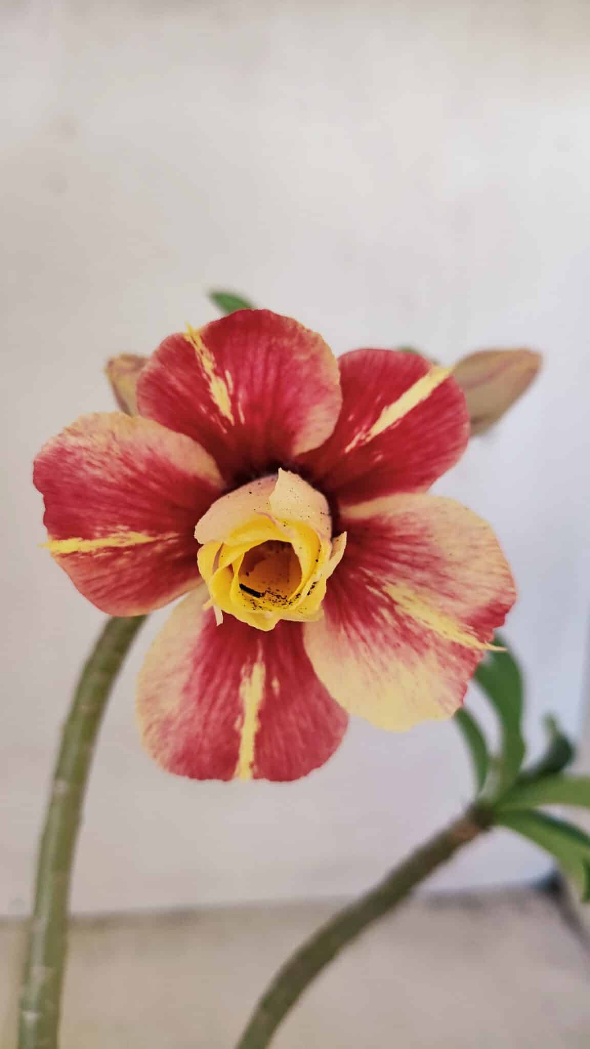 Planta Dobrada 3573 – 30cm – 02 anos - foto 3
