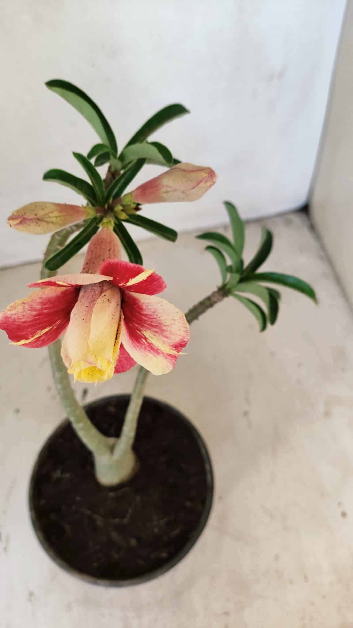 Planta Dobrada 3573 – 30cm – 02 anos - foto 4