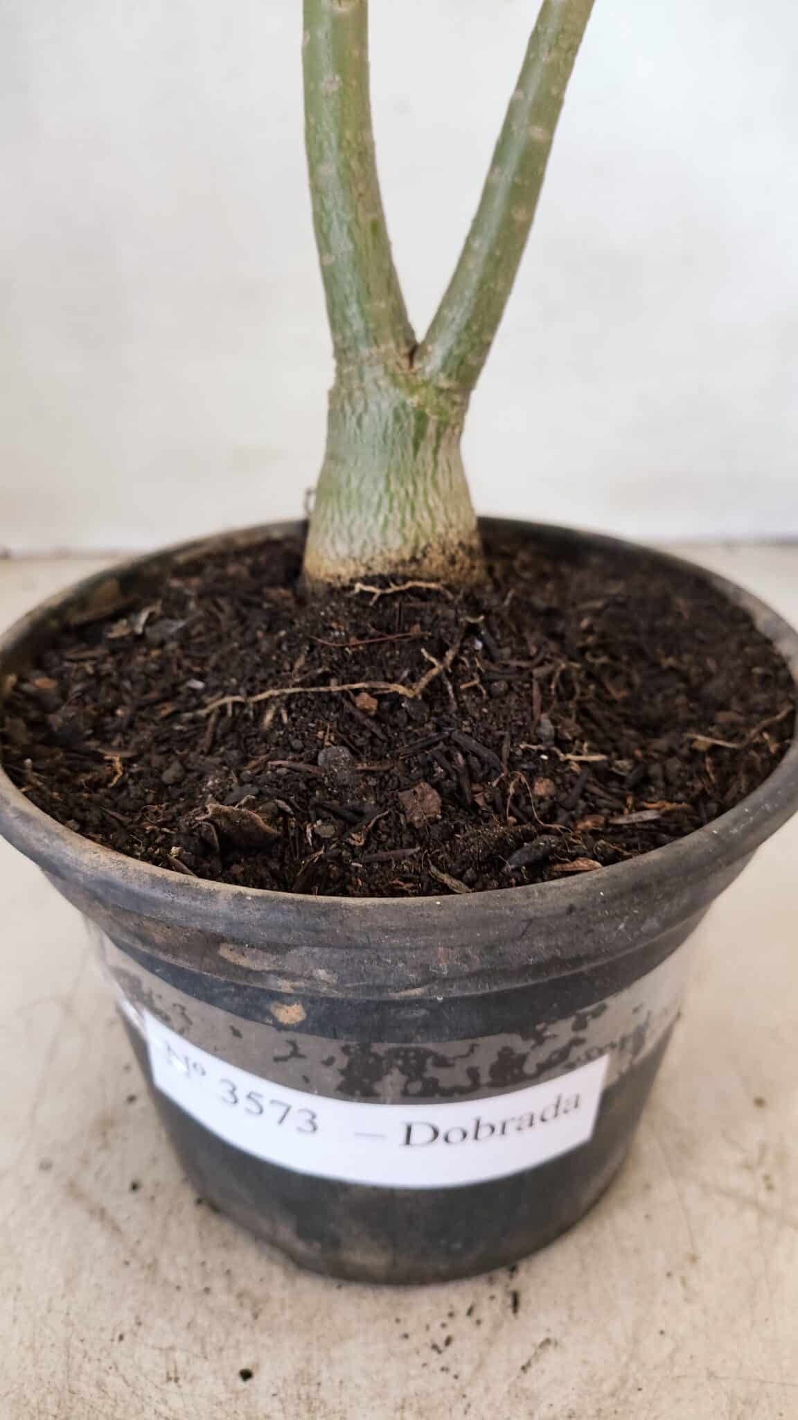 Planta Dobrada 3573 – 30cm – 02 anos - foto 7