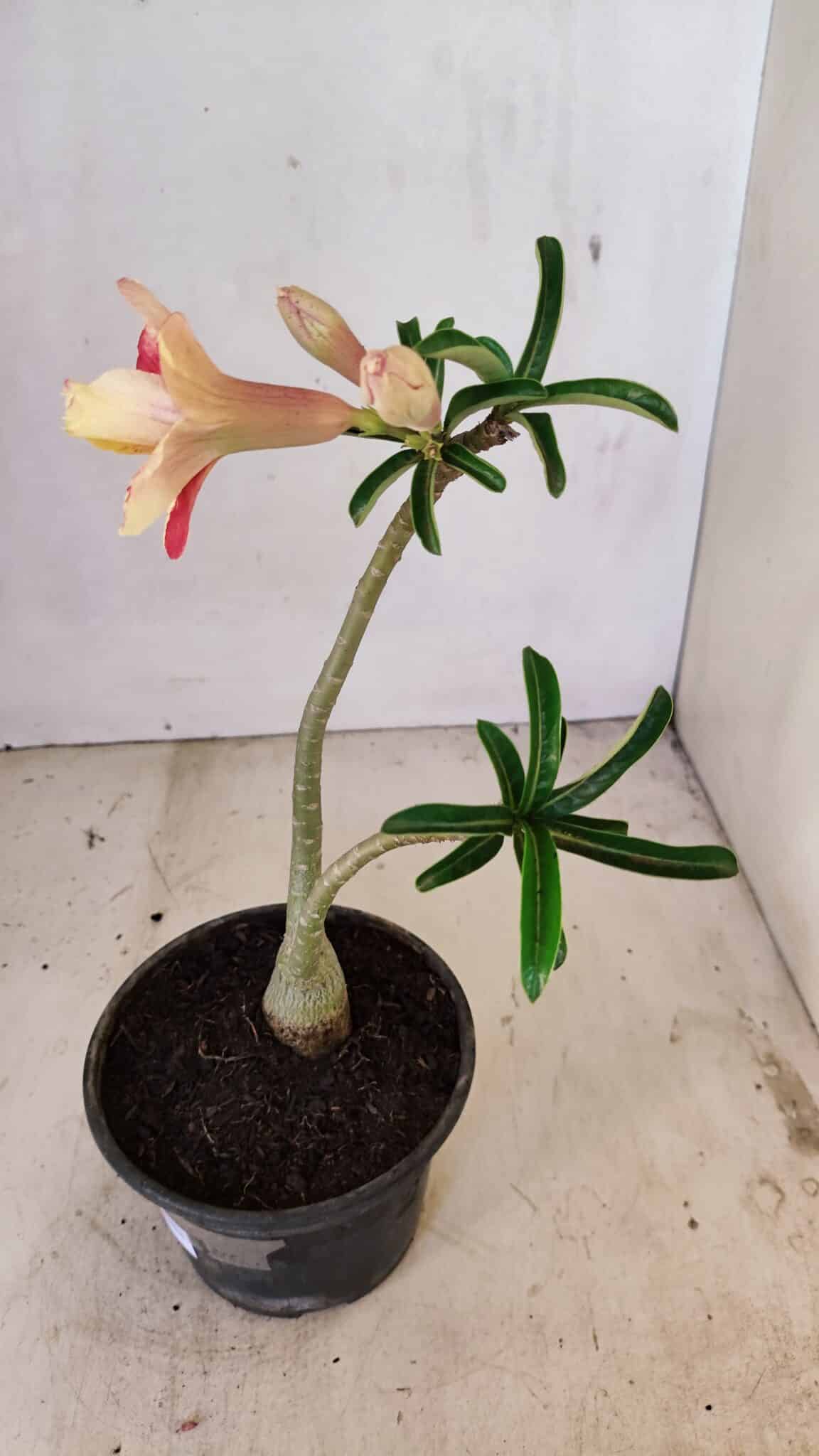 Planta Dobrada 3573 – 30cm – 02 anos - foto 6