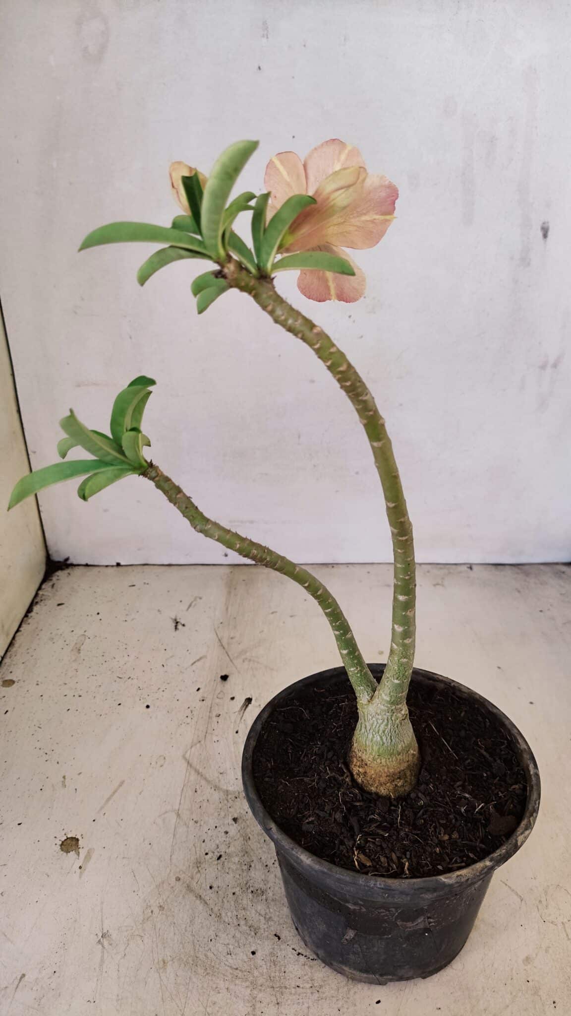 Planta Dobrada 3573 – 30cm – 02 anos - foto 5