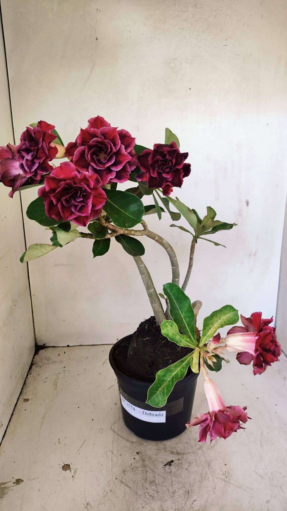 Planta Dobrada 3574 – 35cm – 03 anos - foto 2