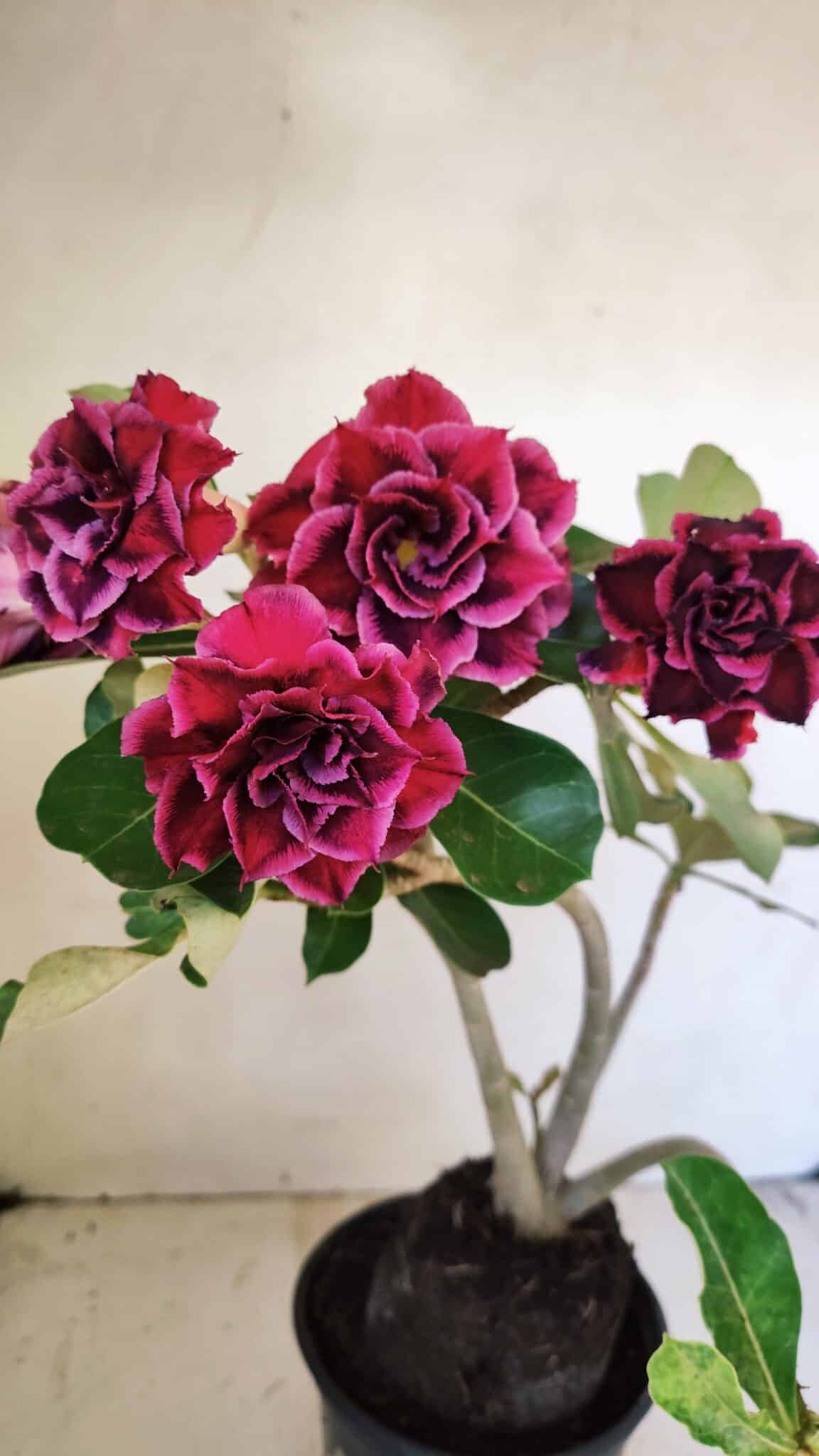 Planta Dobrada 3574 – 35cm – 03 anos - foto 5